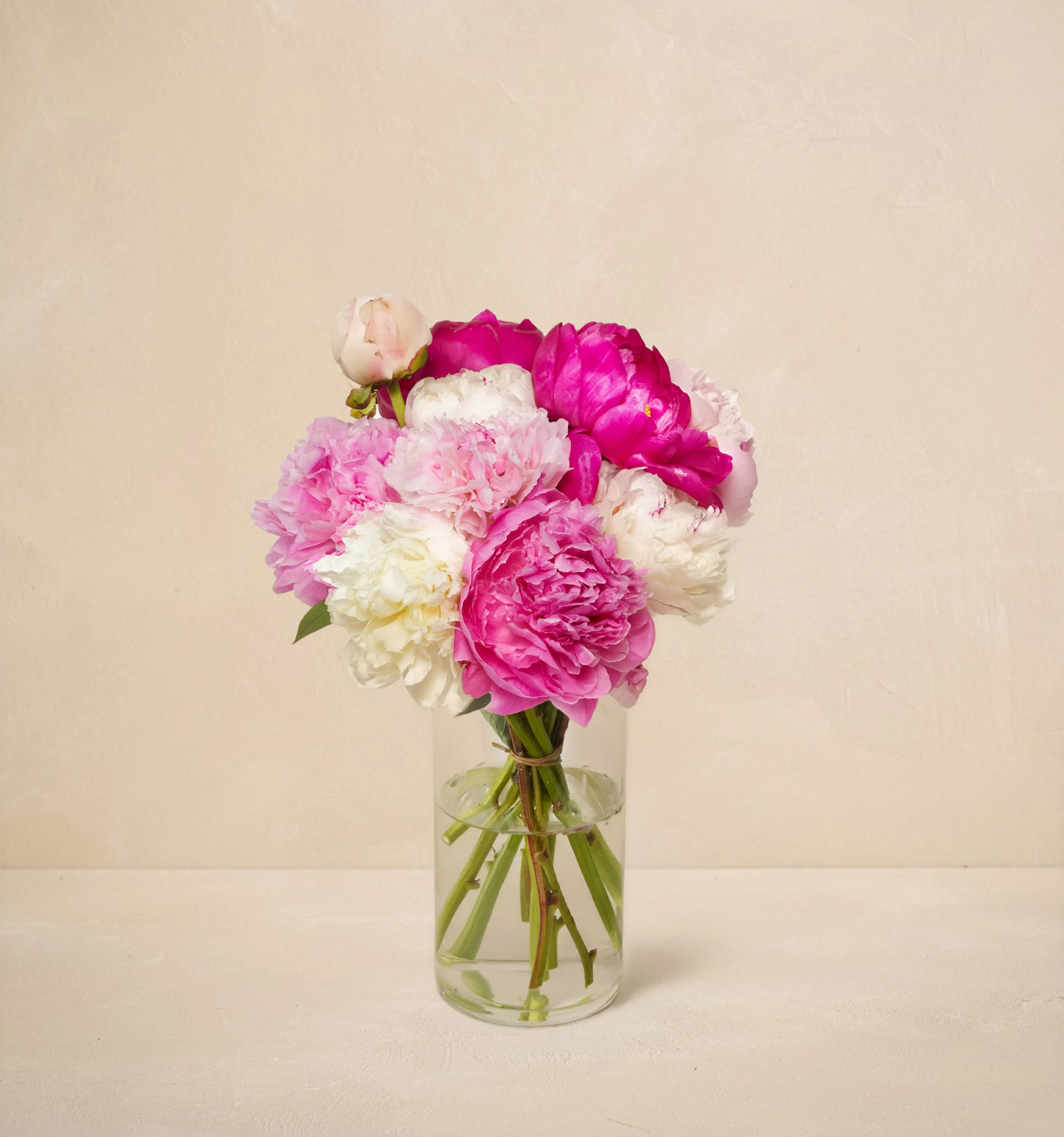 CL - The Alaskan Peony