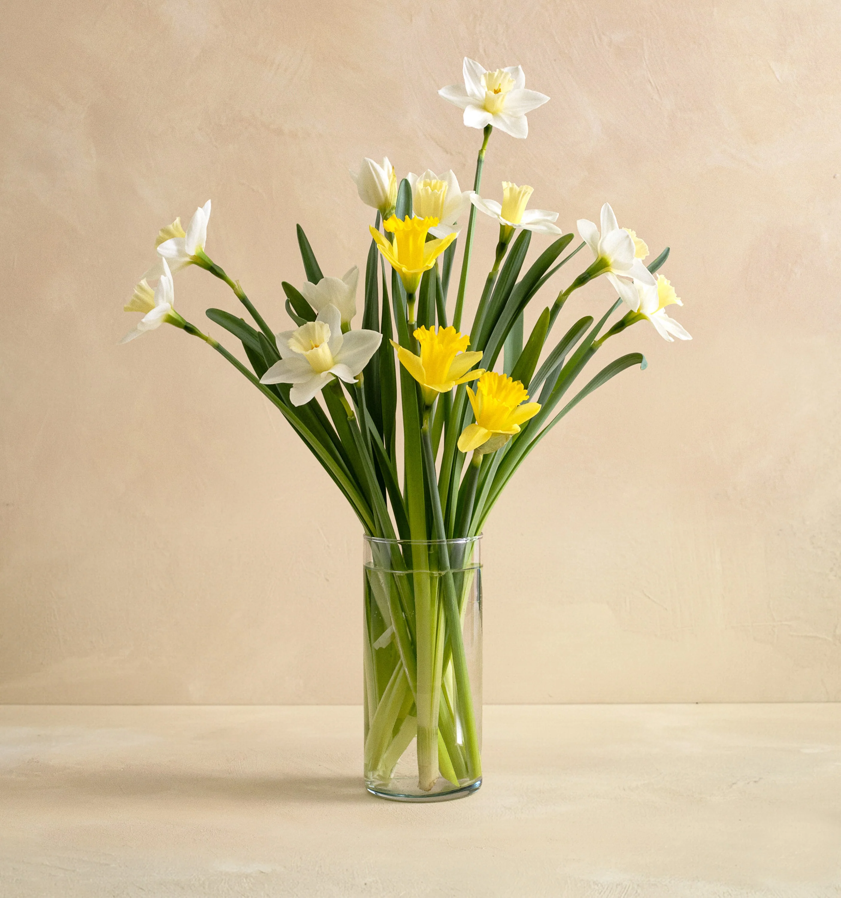 CL - The Daffodil Fields - Image 2