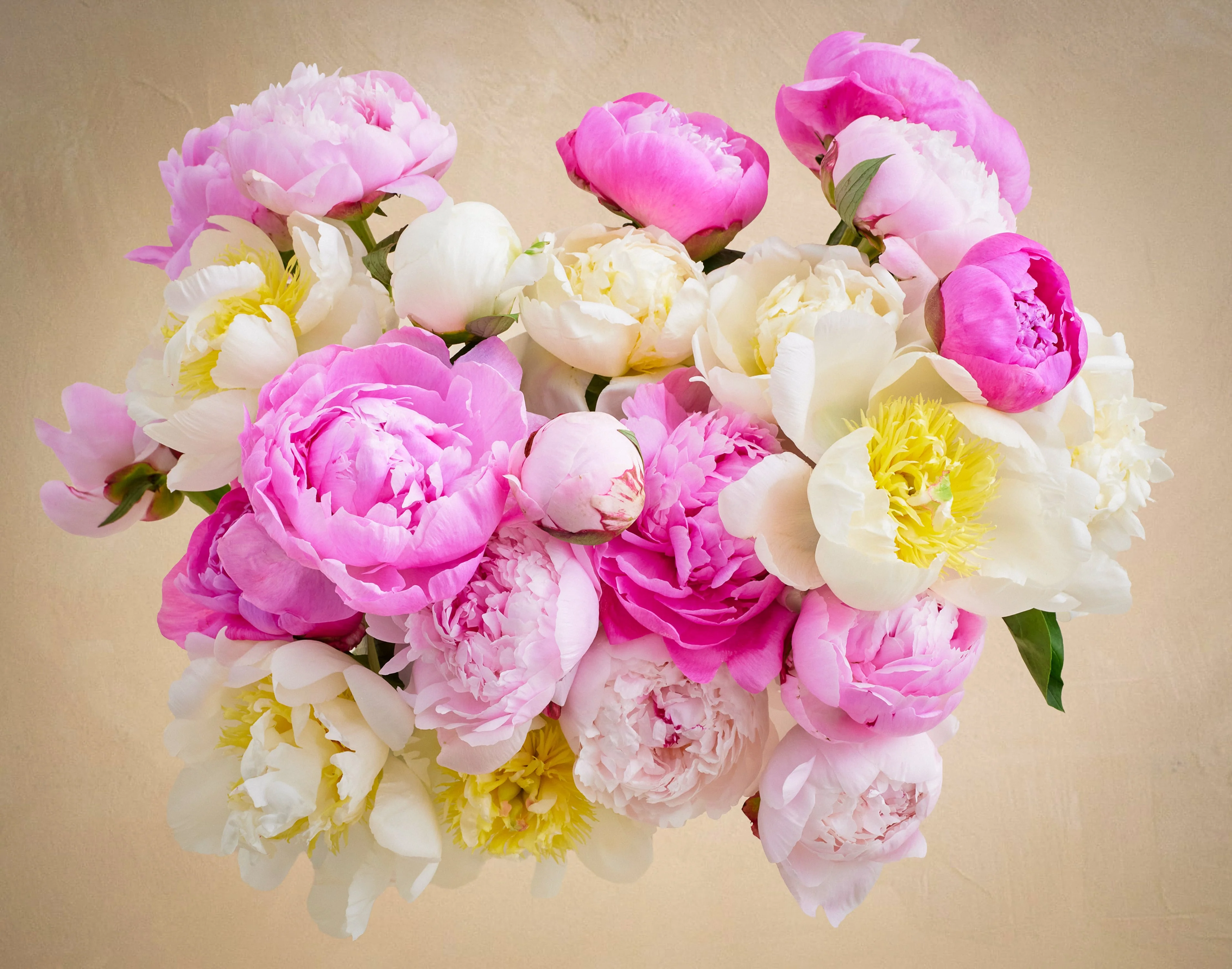 Double the Grower's Choice Peony - Image 2