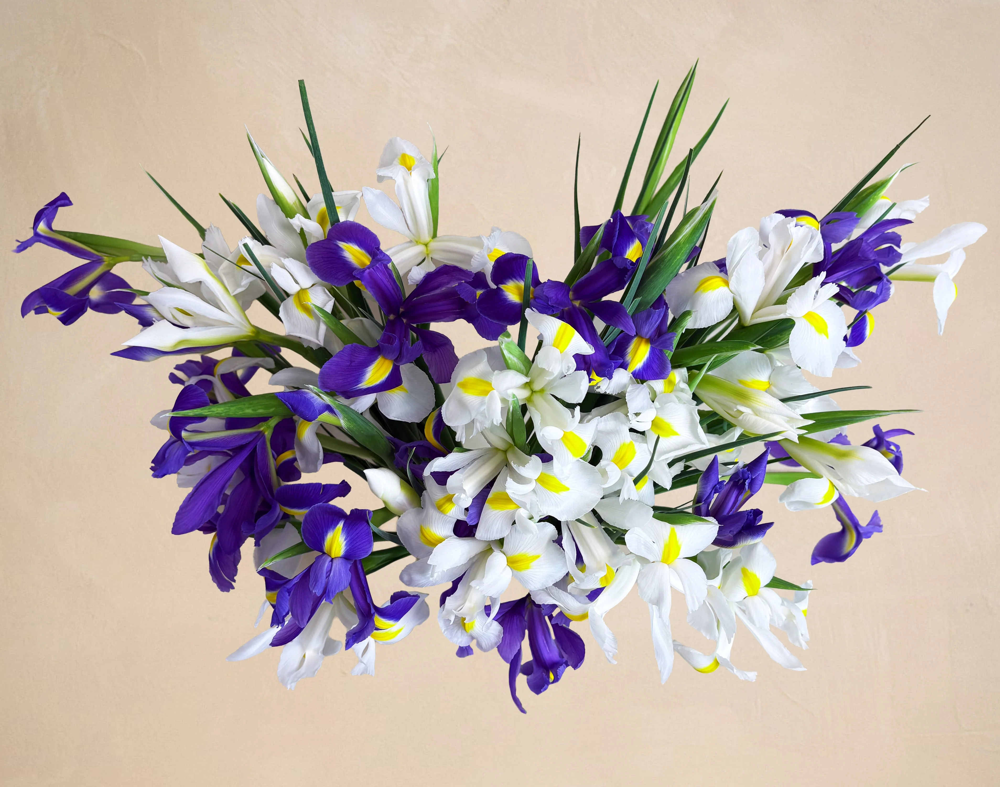 Double The Lady Iris - Image 2
