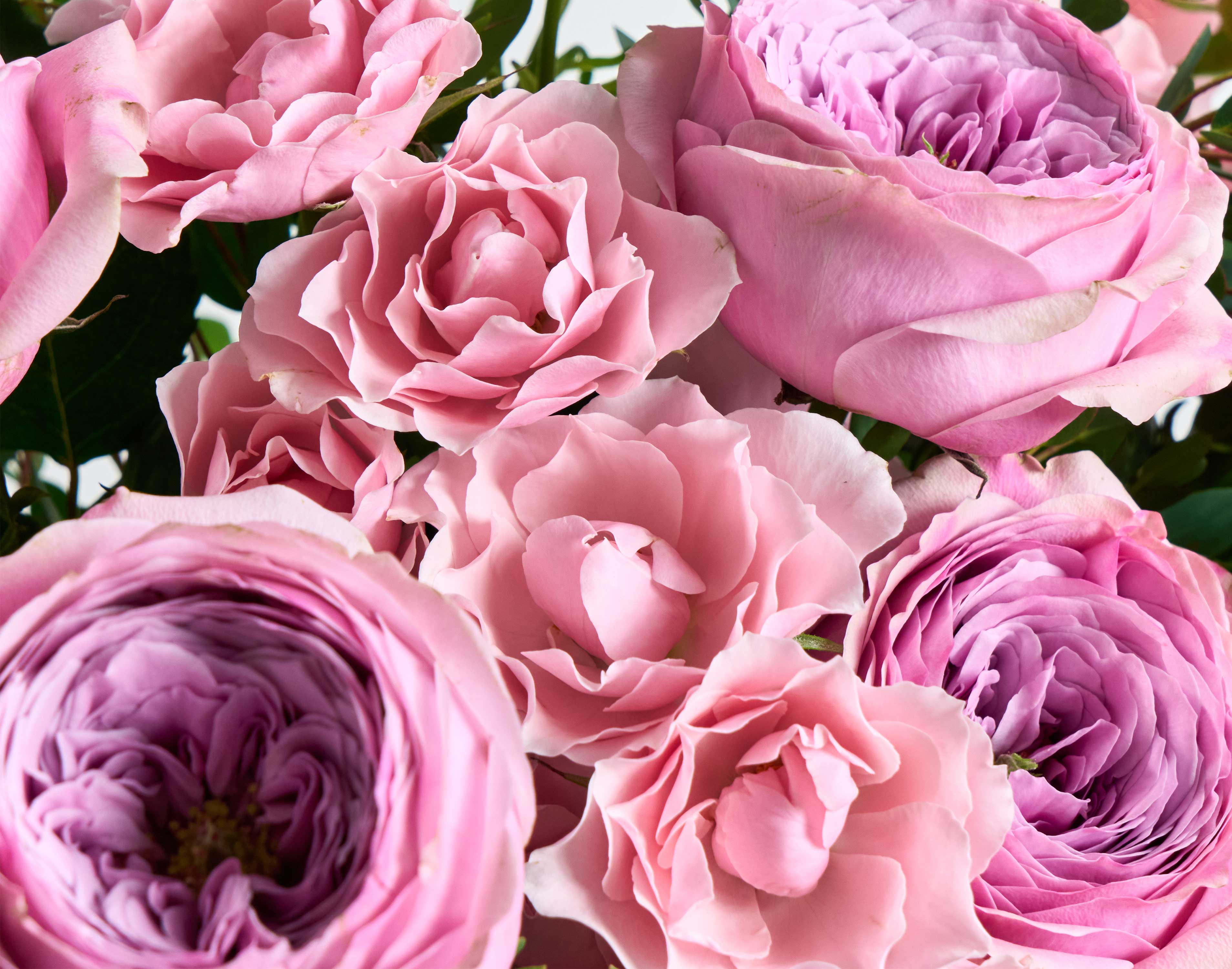 Double The Peonykiss - Image 3