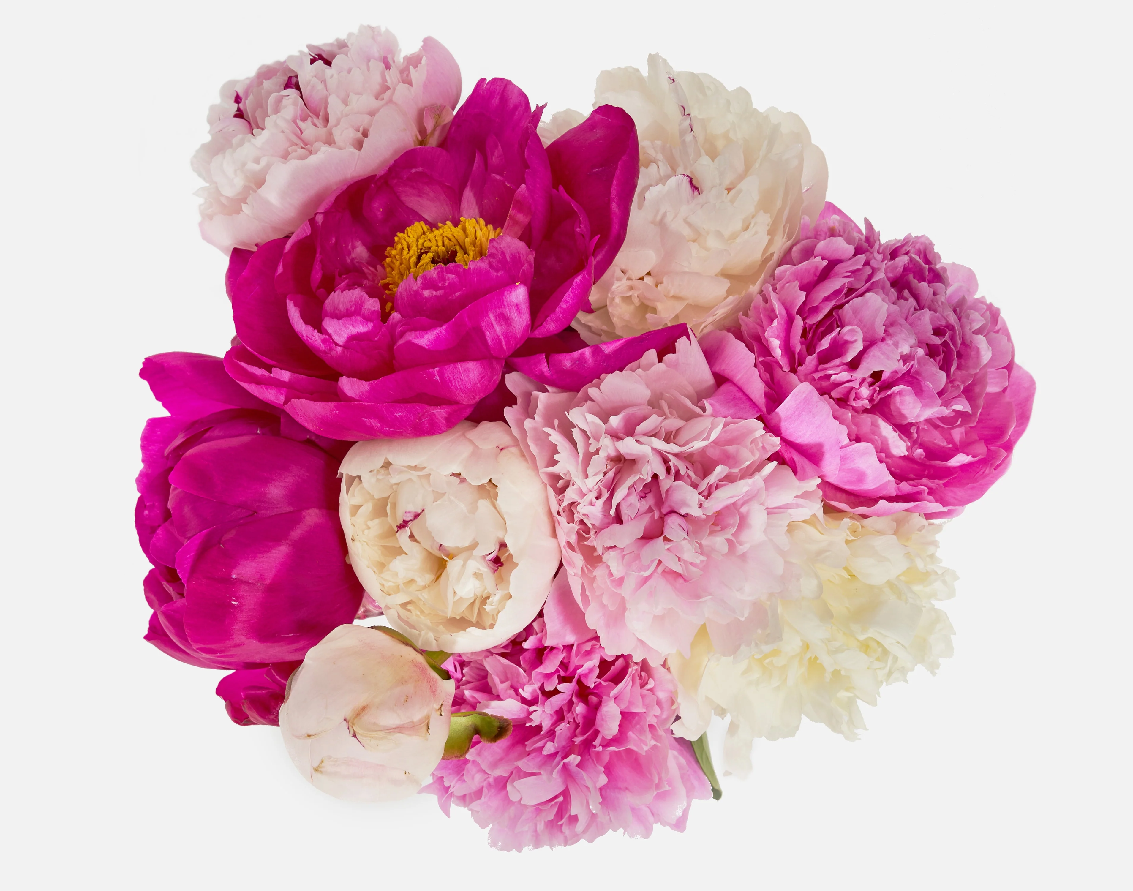 The Alaskan Peony - Image 2