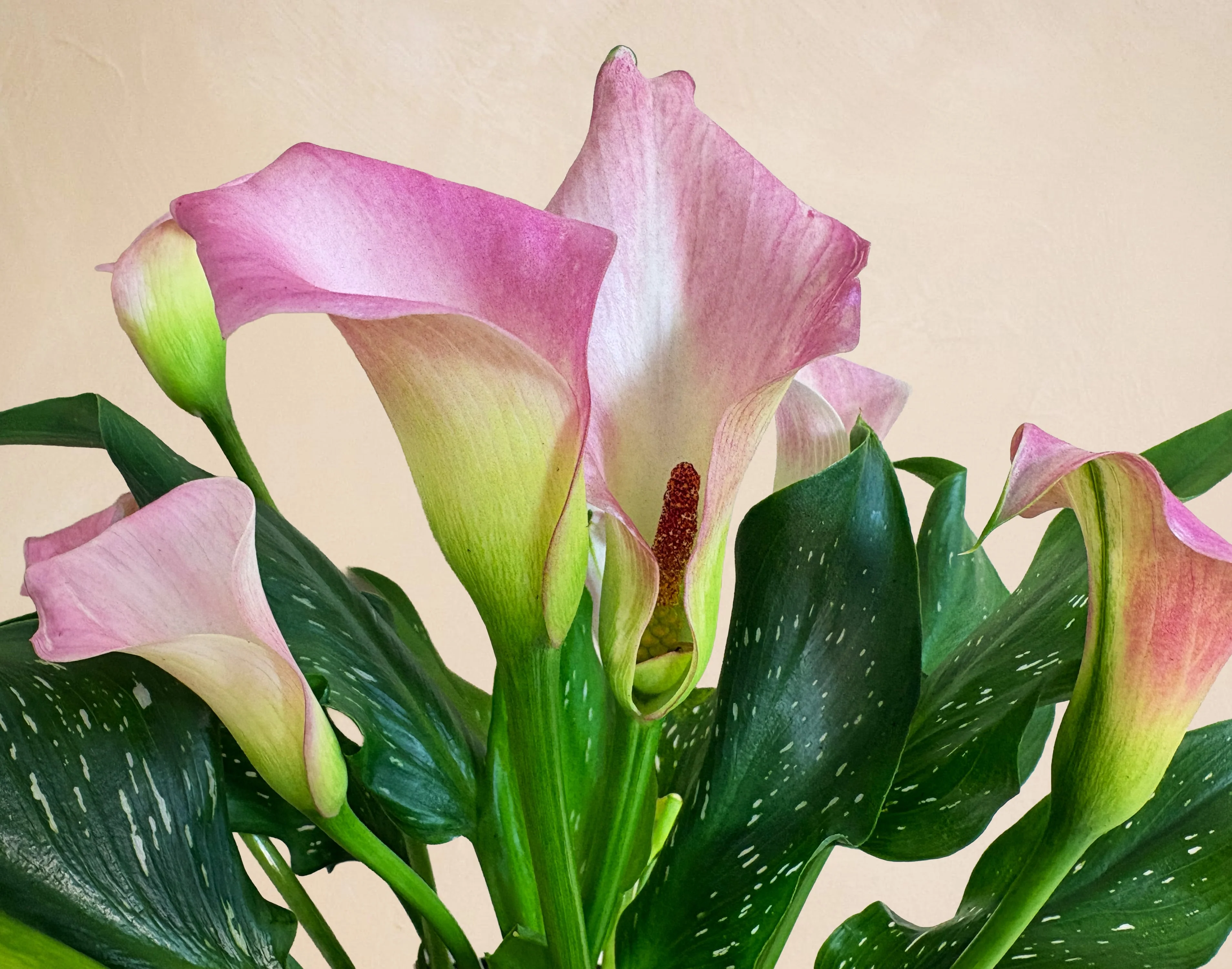 The Blushing Beauty - Image 2