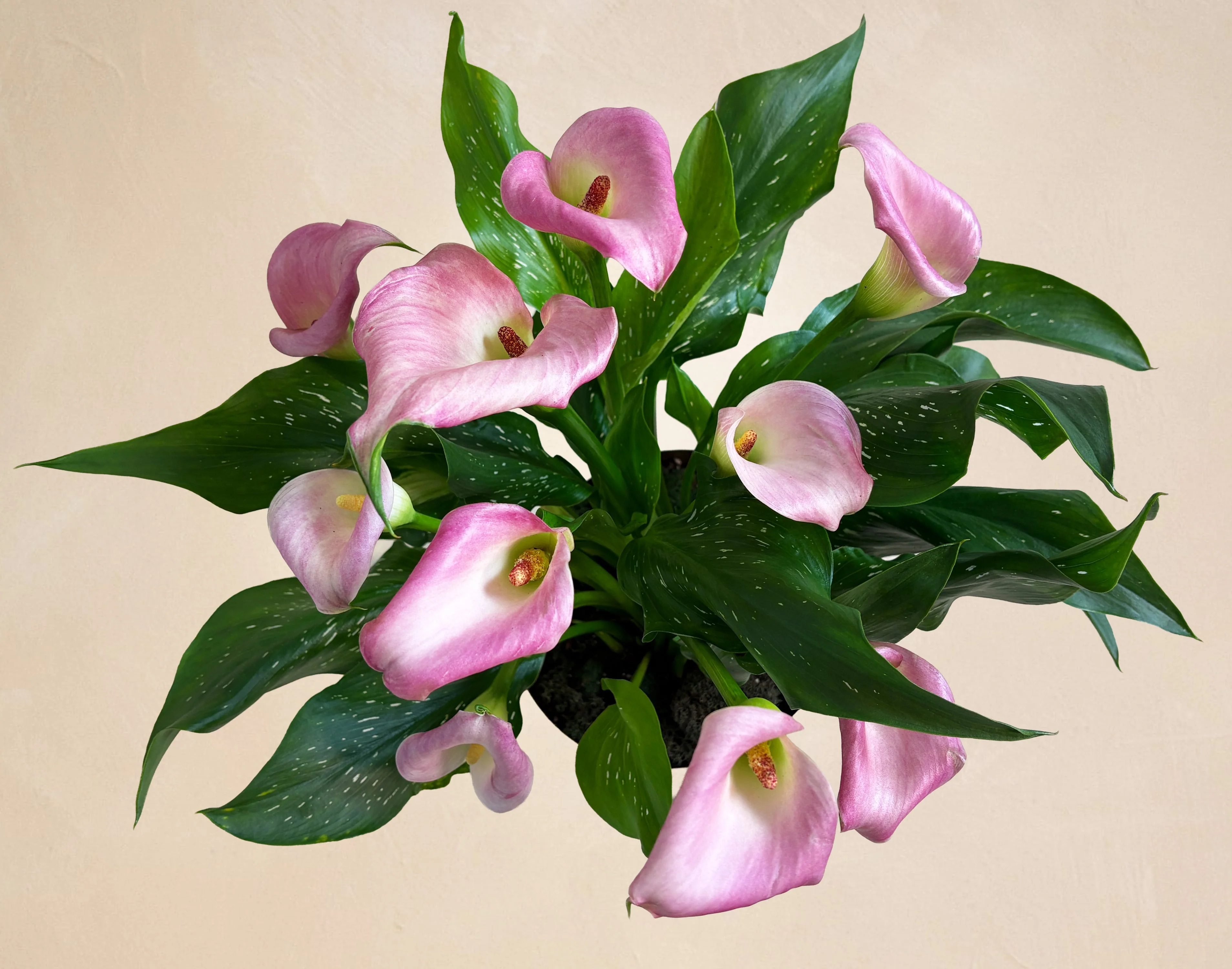 The Blushing Beauty - Image 3