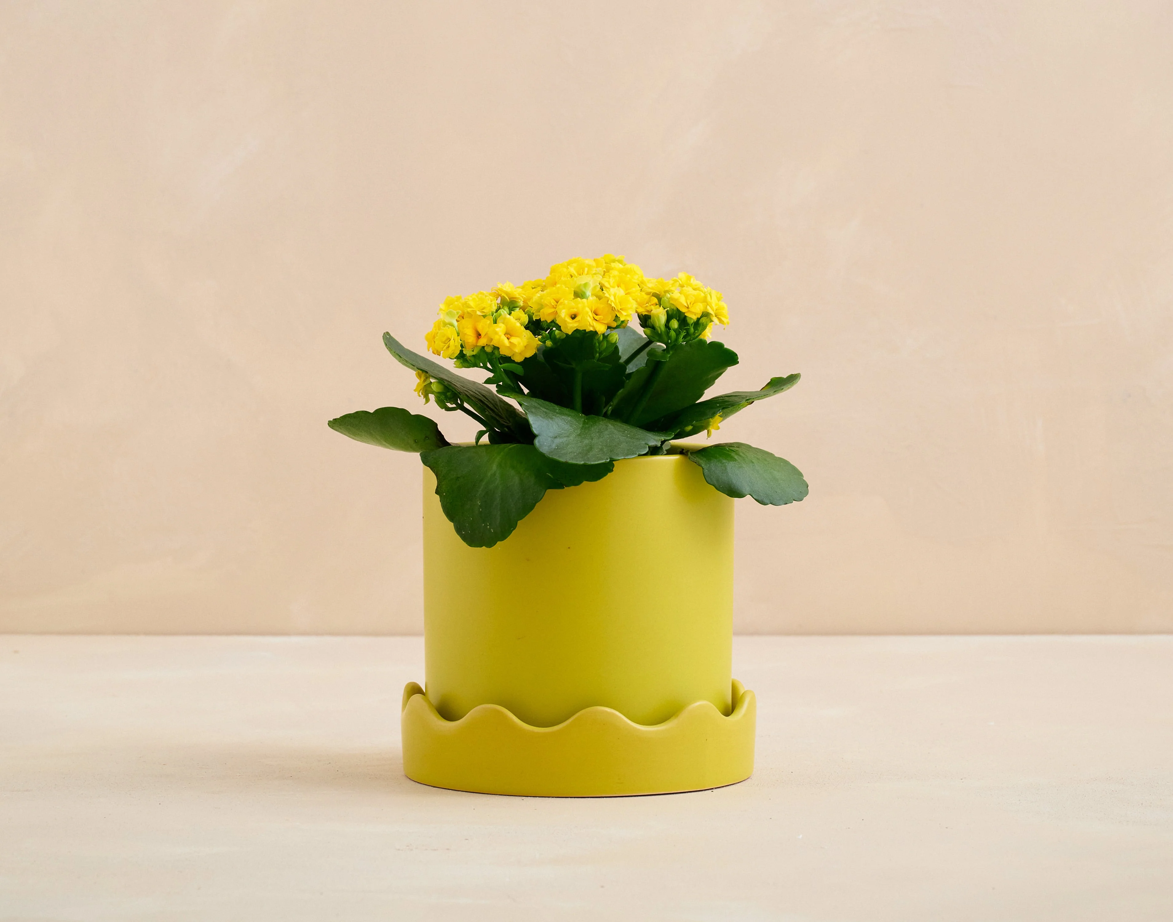 The Drop of Sunshine - Image 4