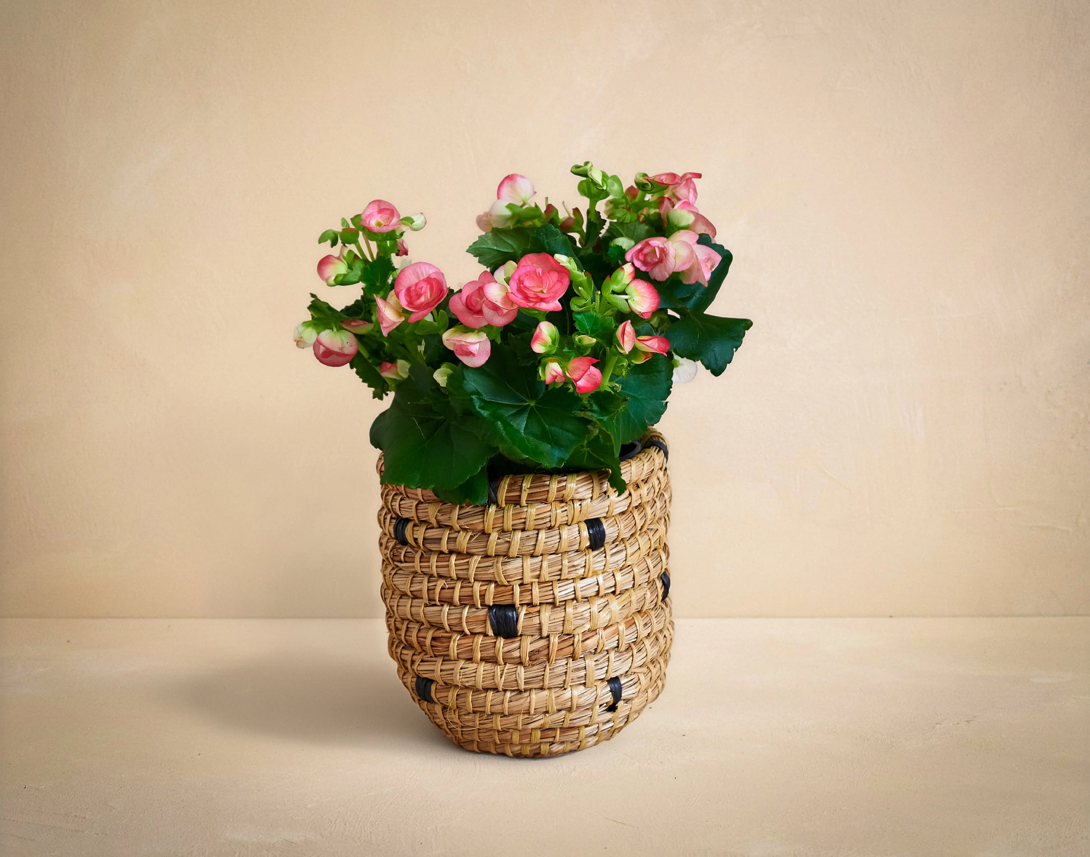 The First Bloom - Image 3