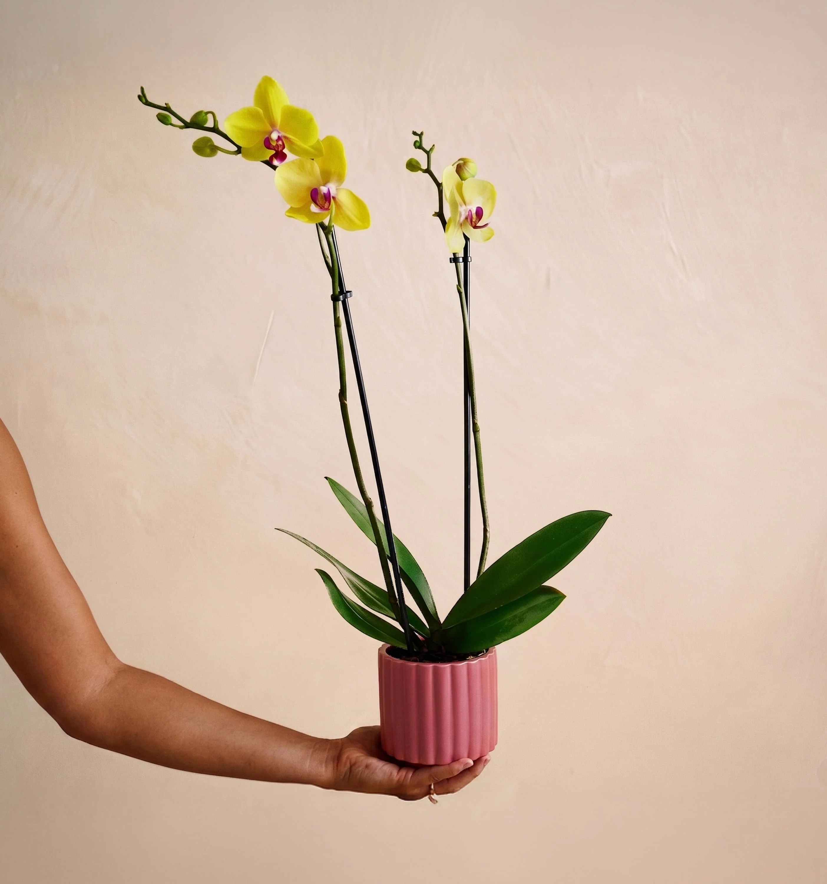 The Fuchsia Flair