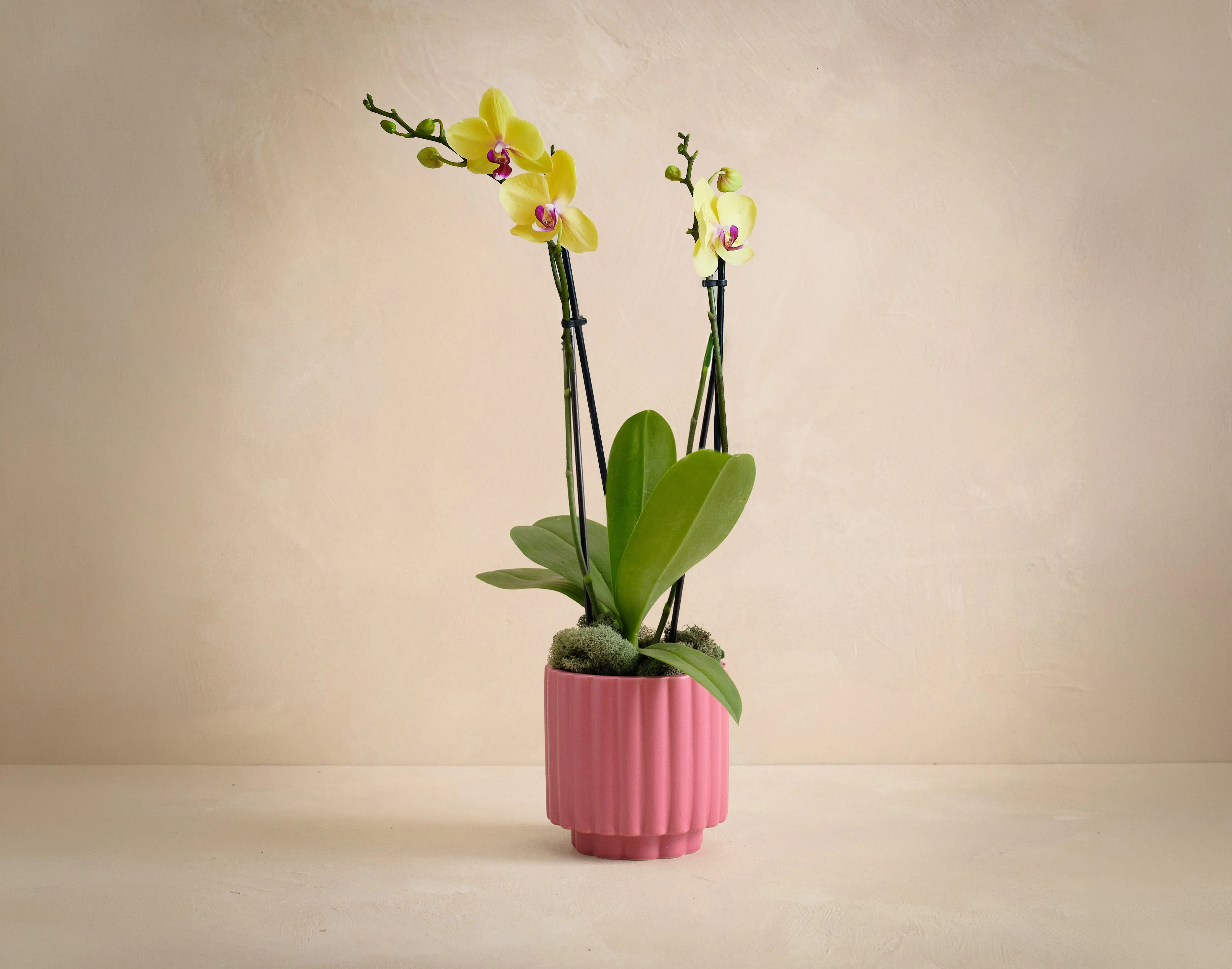 The Fuchsia Flair - Image 2