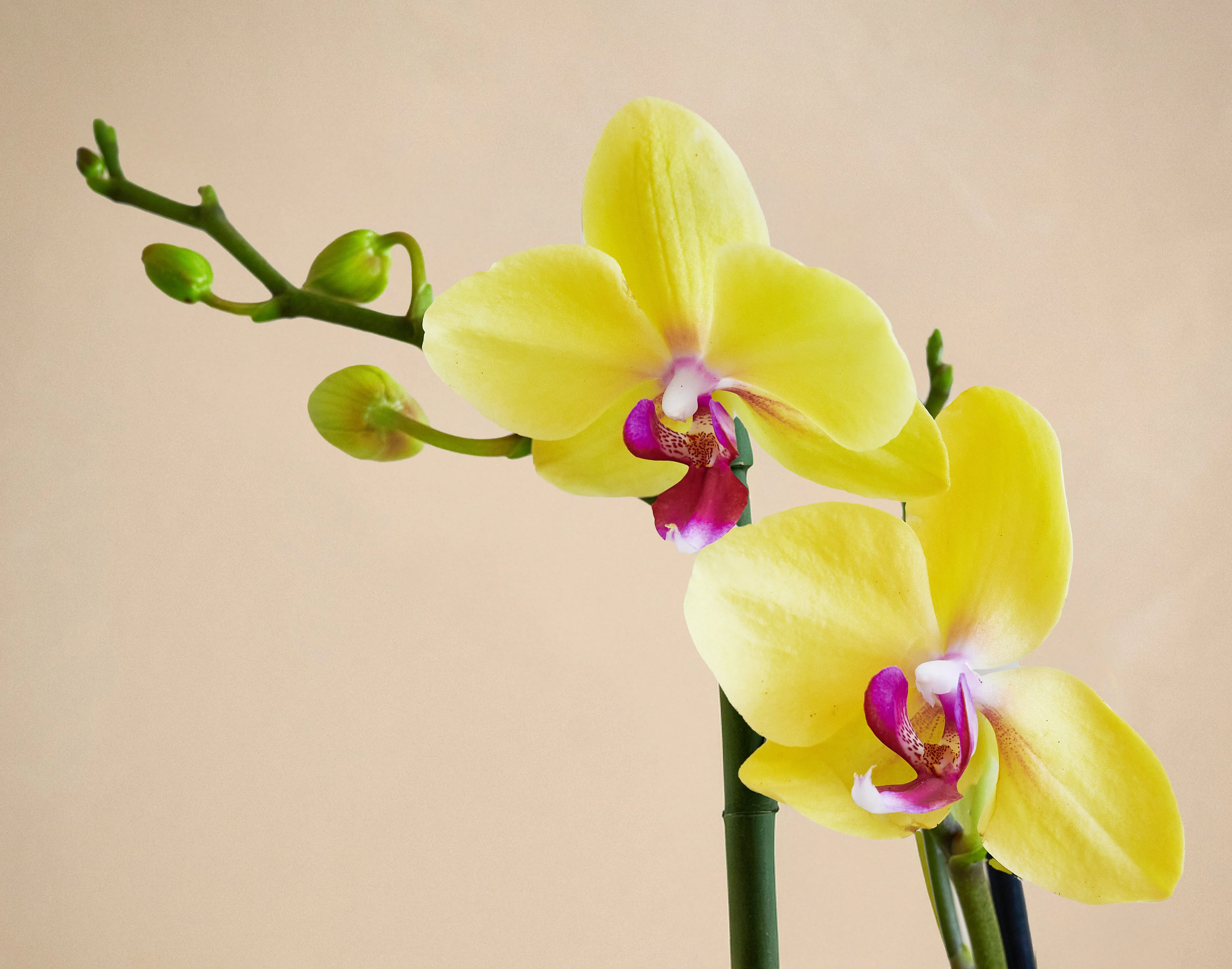 The Fuchsia Flair - Image 3