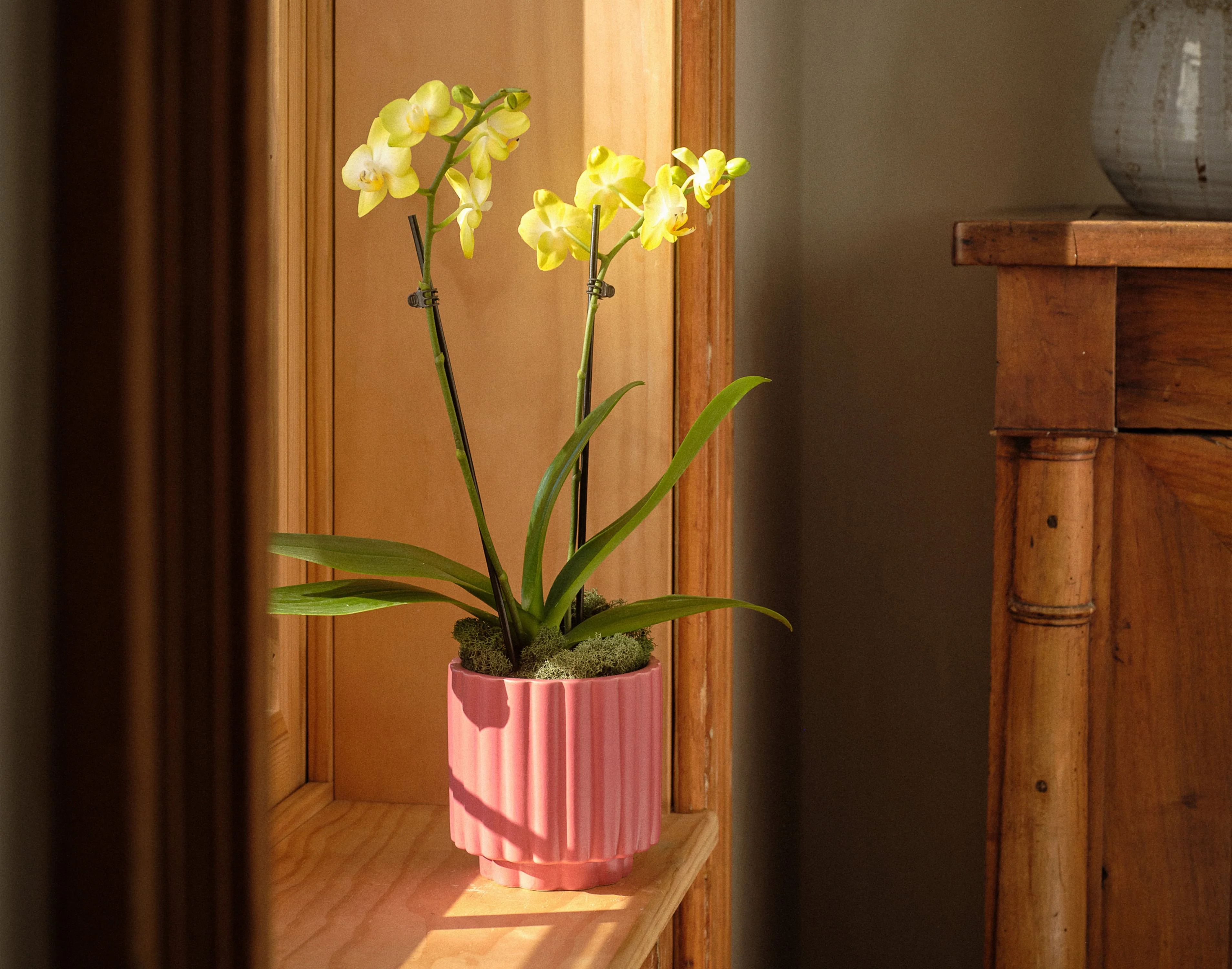 The Fuchsia Flair - Image 4