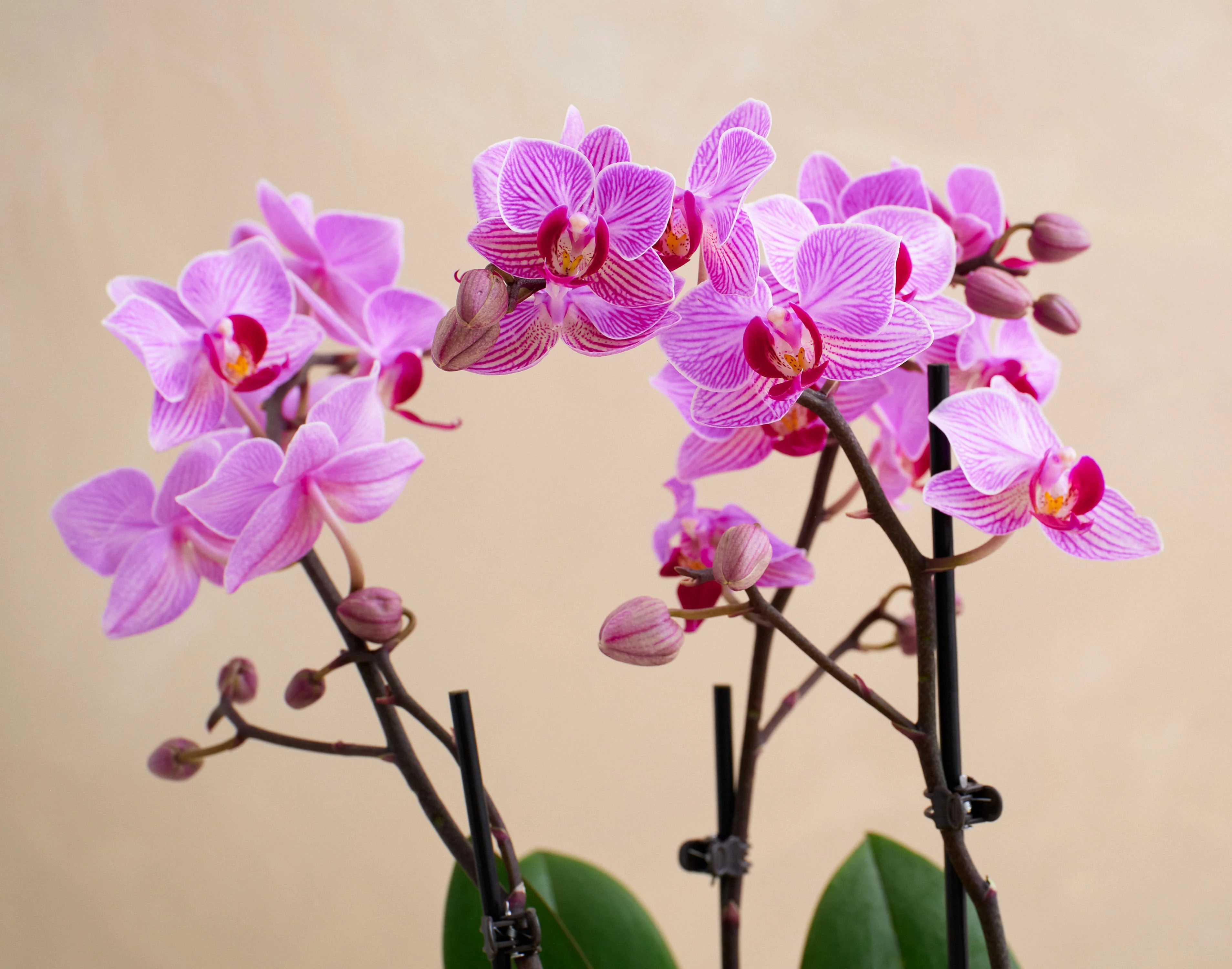 The Garden Splendor - Image 2