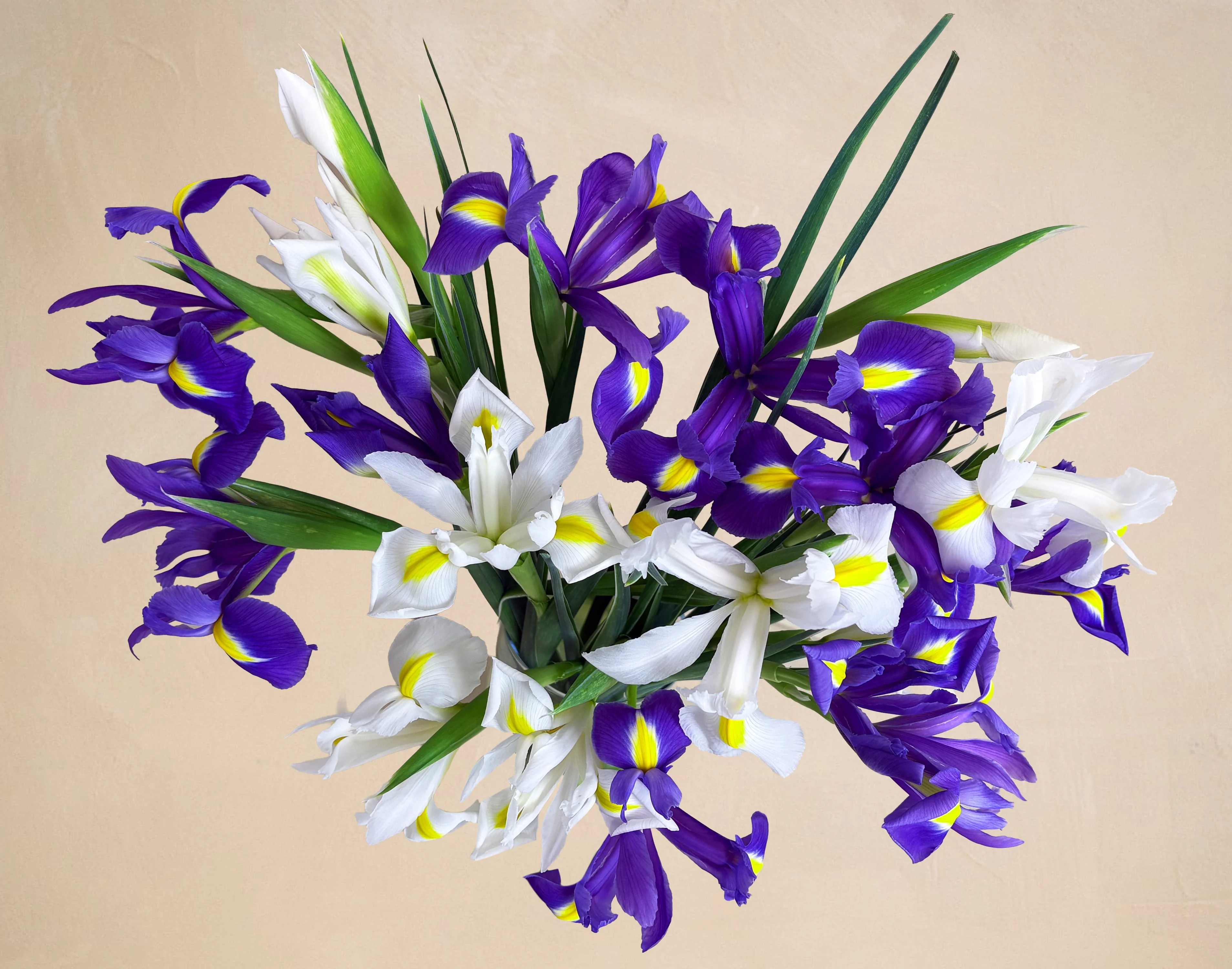 The Lady Iris - Image 2