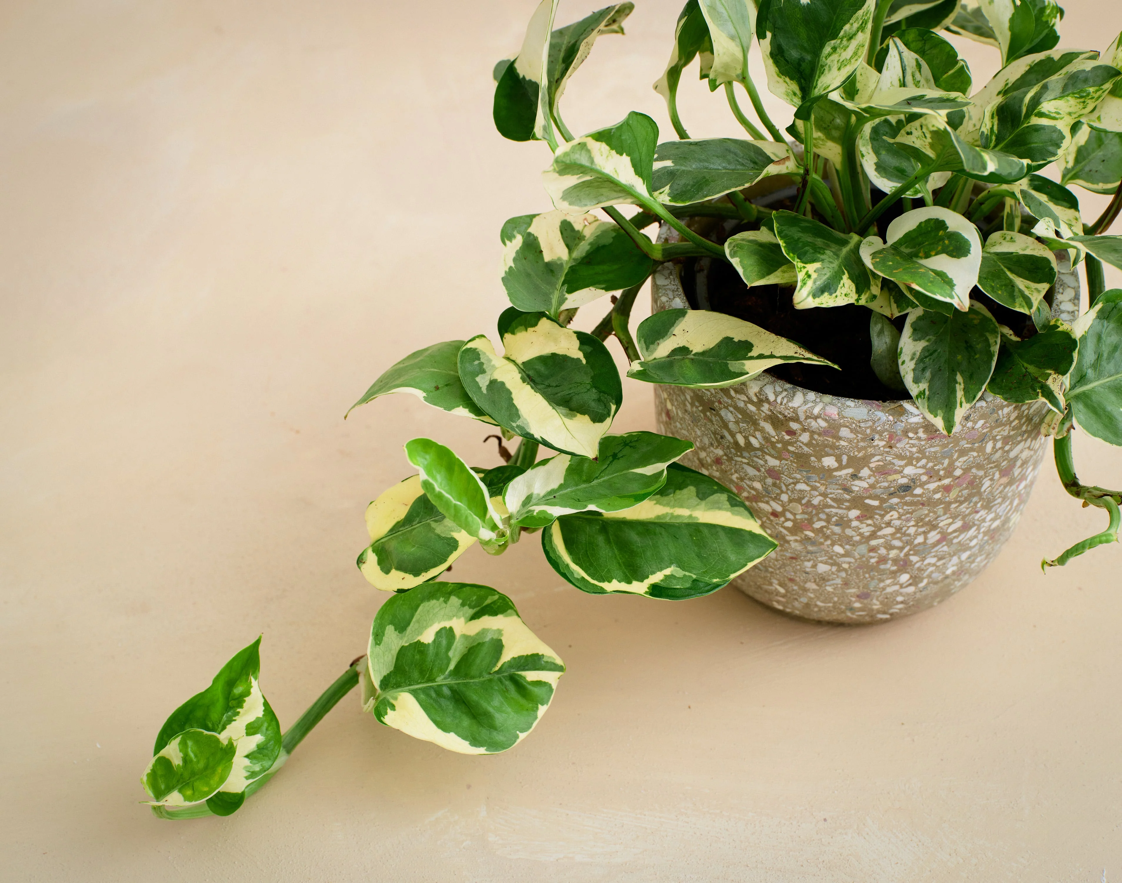 The Mini Matcha - Image 3