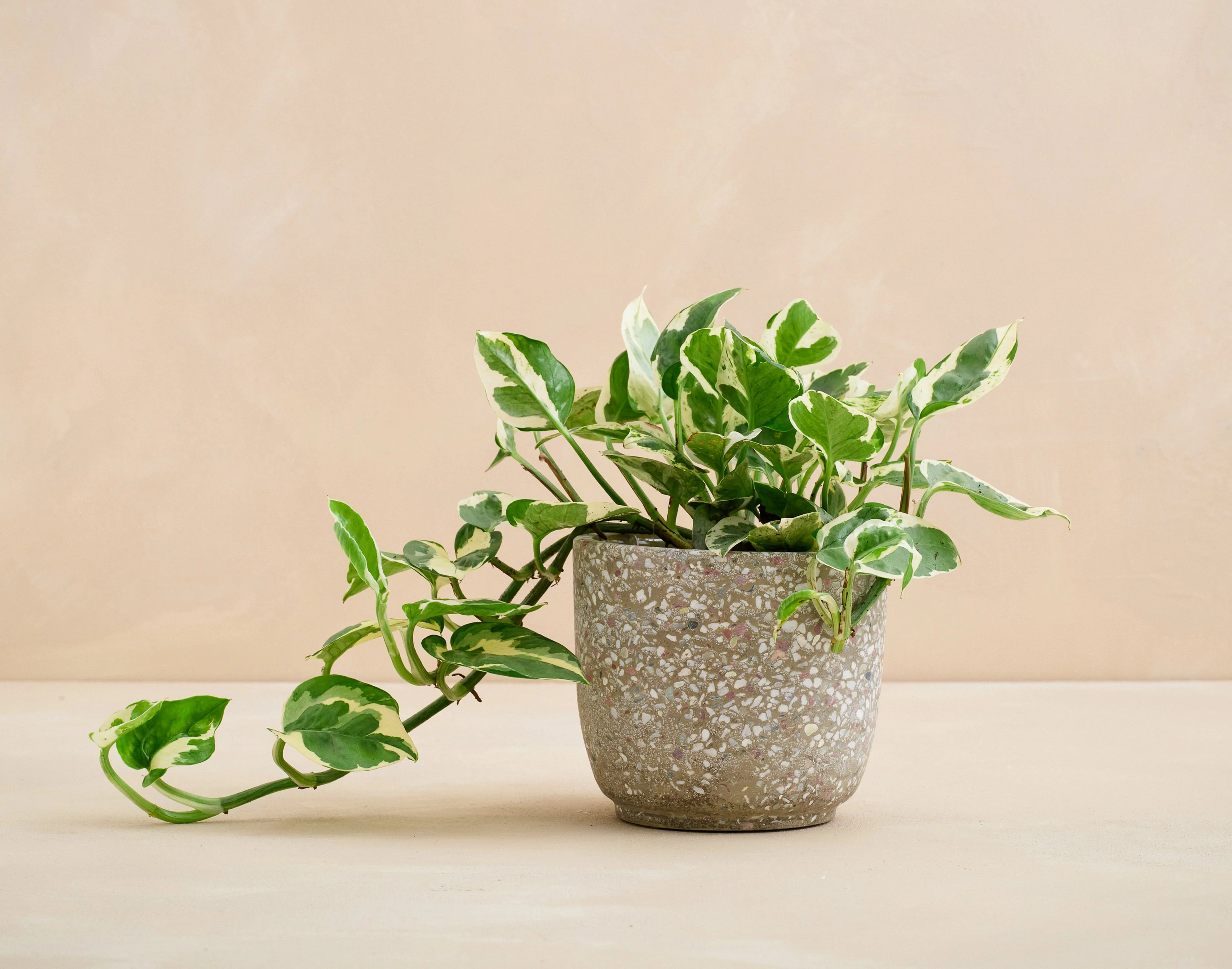 The Mini Matcha - Image 4