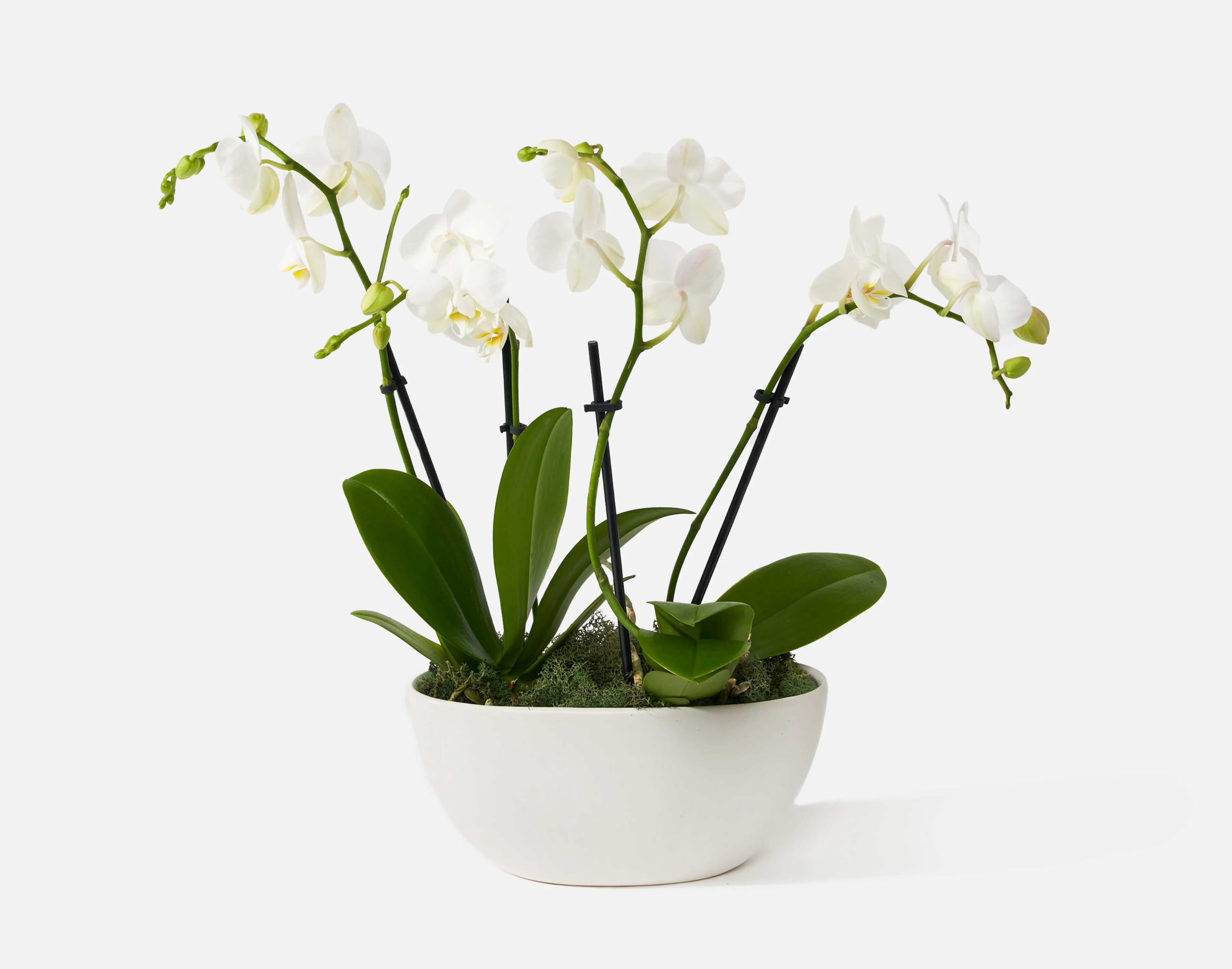 The Neutral Orchids - Image 3