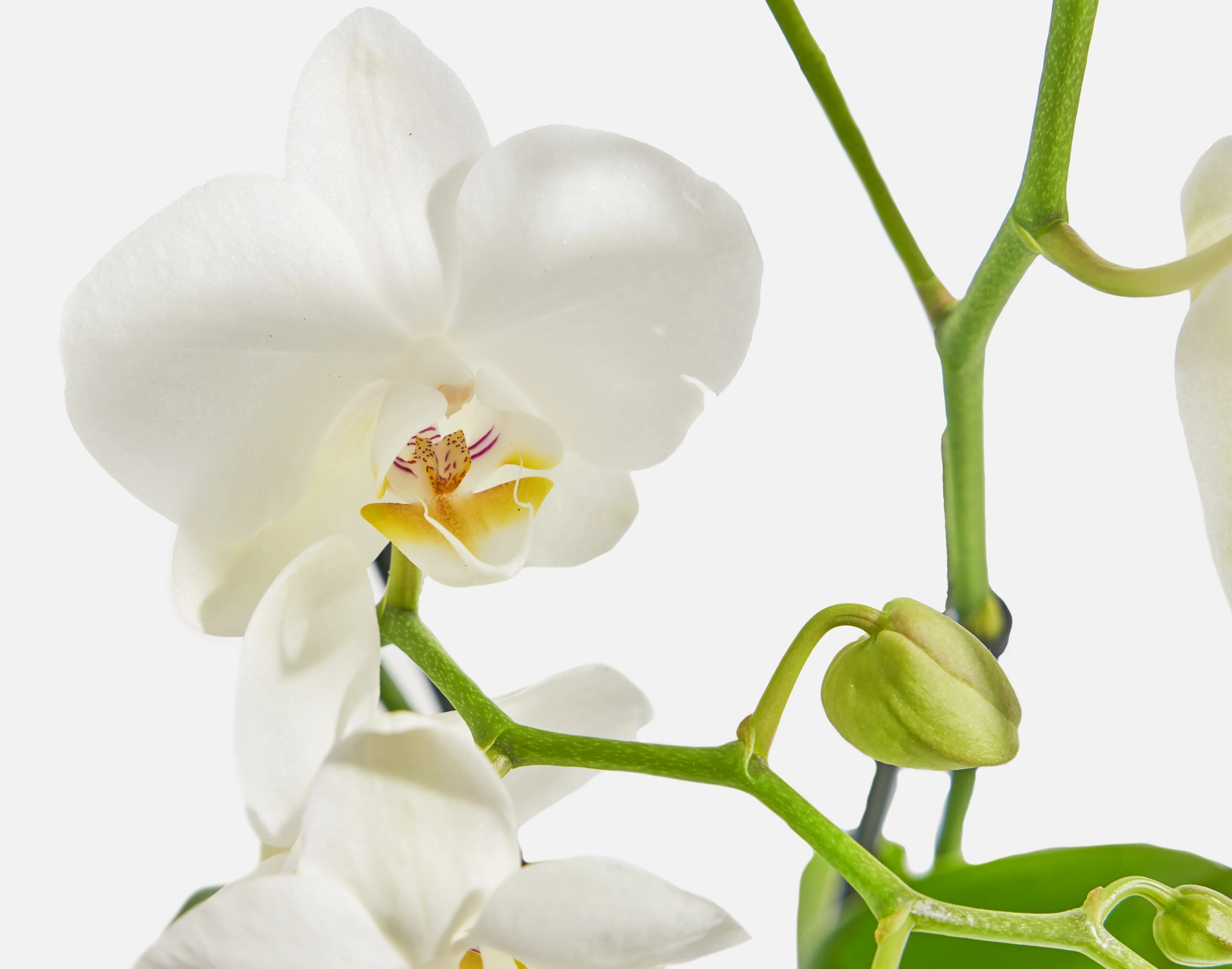 The Neutral Orchids - Image 4