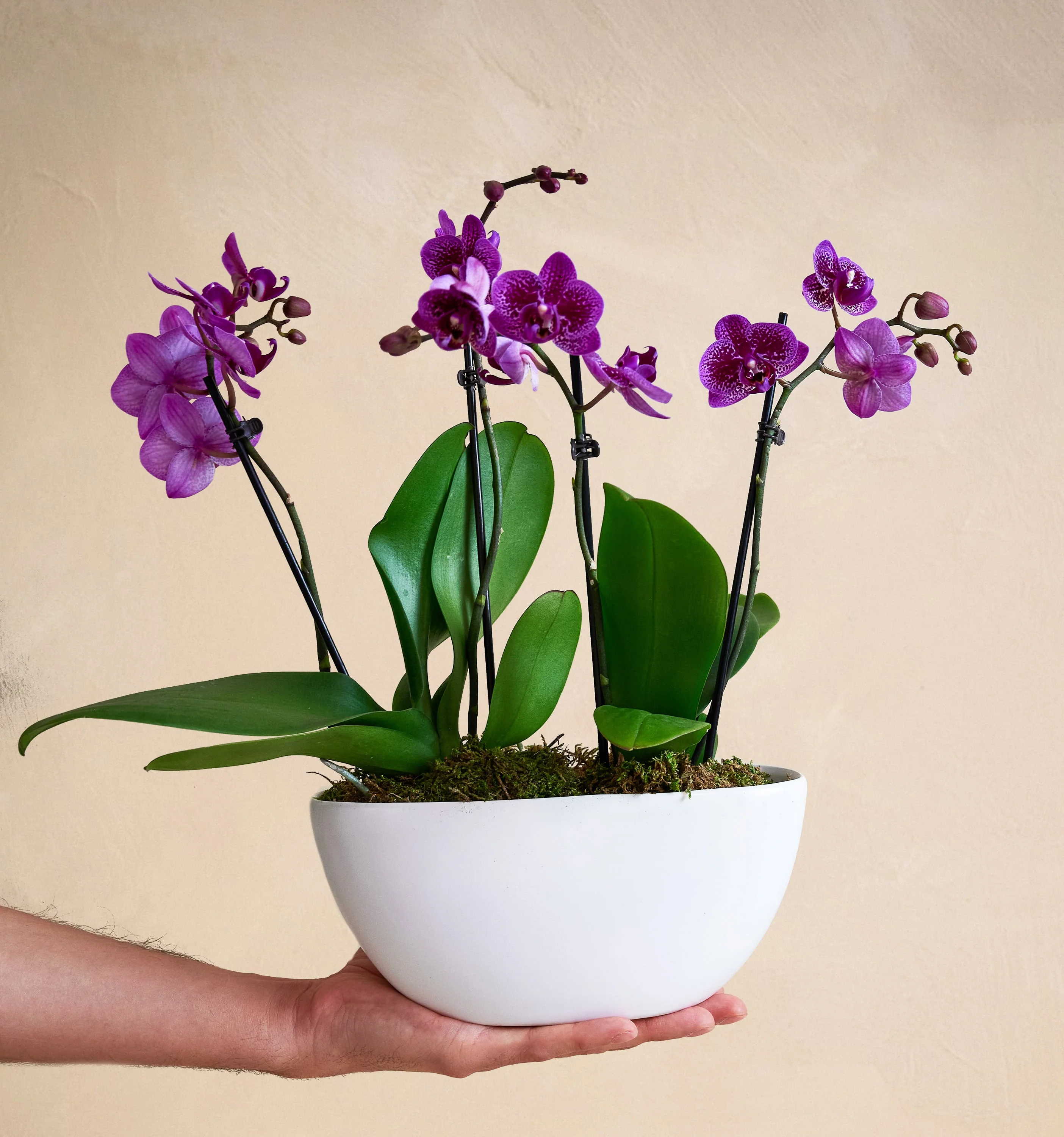 The Orchid Garden