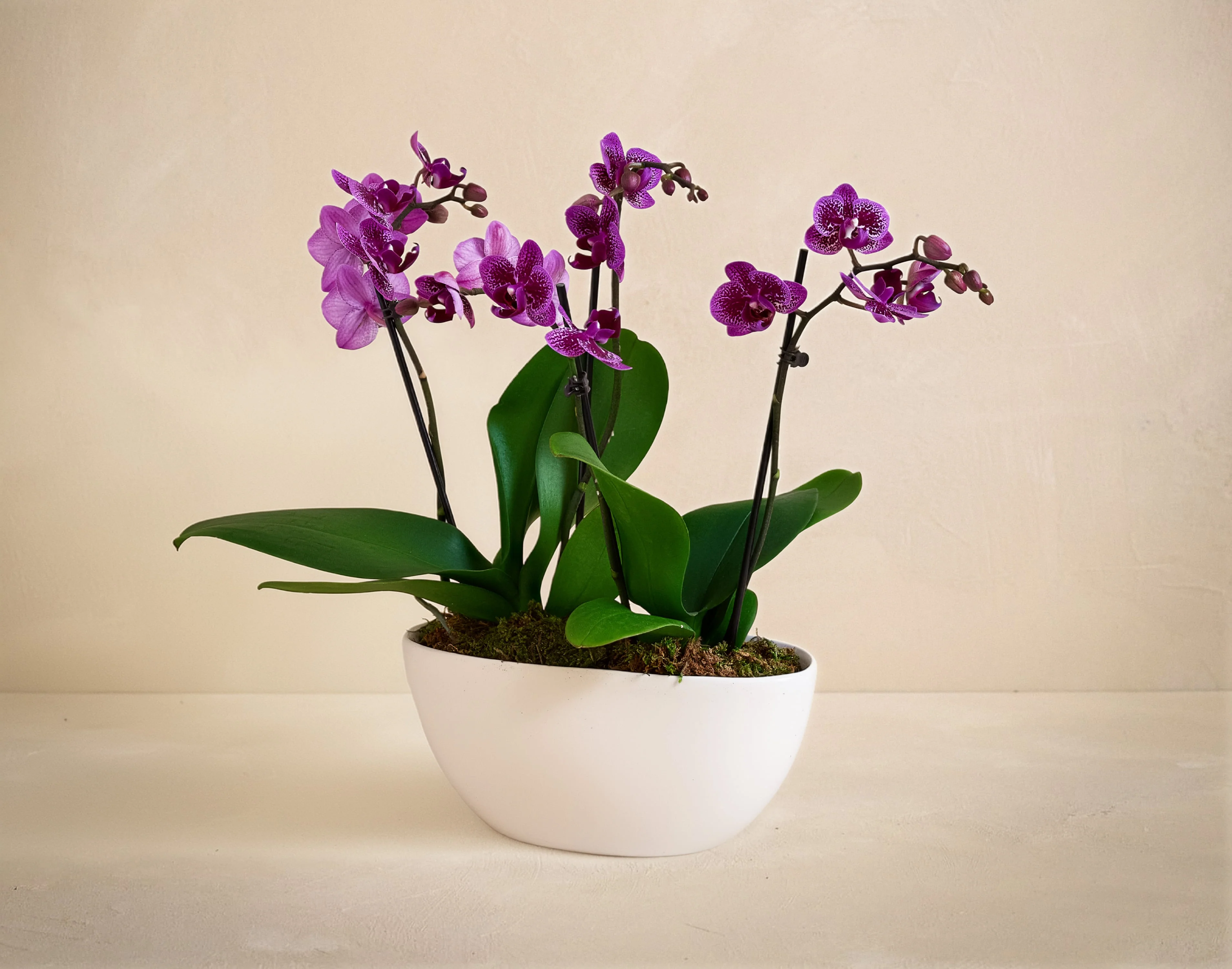 The Orchid Garden - Image 2