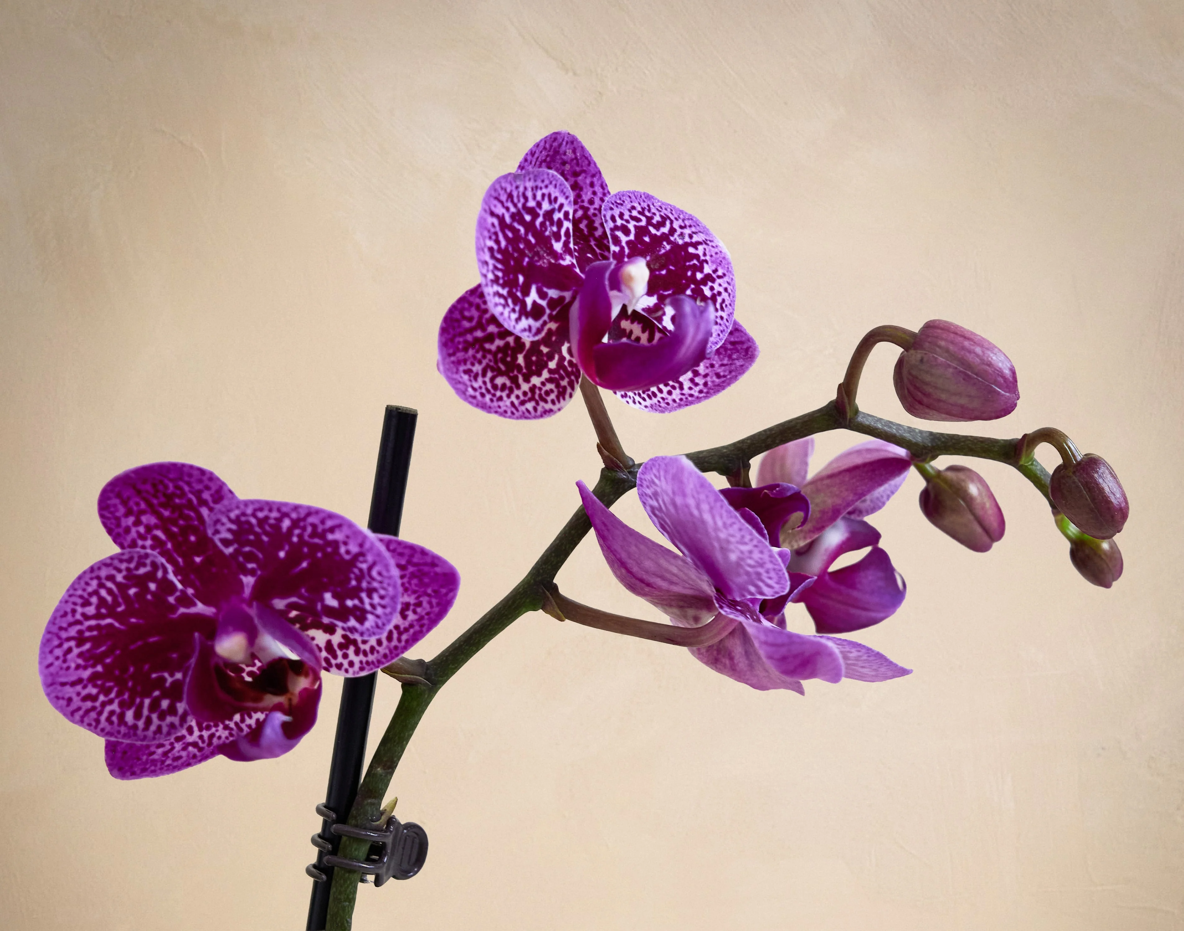 The Orchid Garden - Image 3