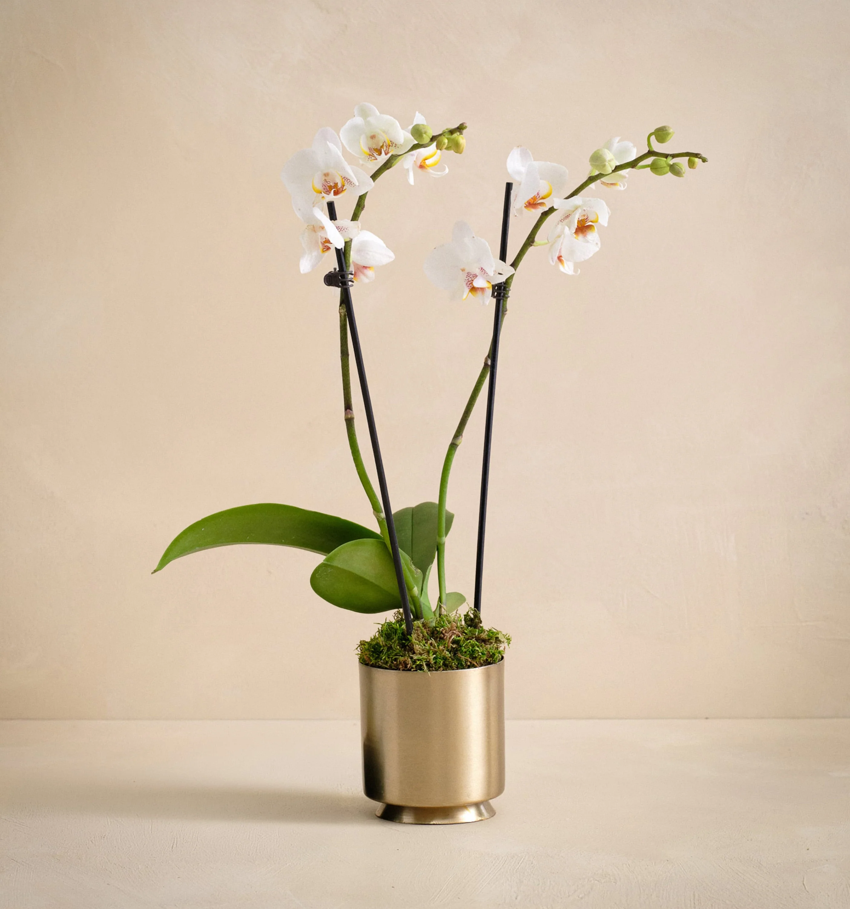 The Orchid Luxe
