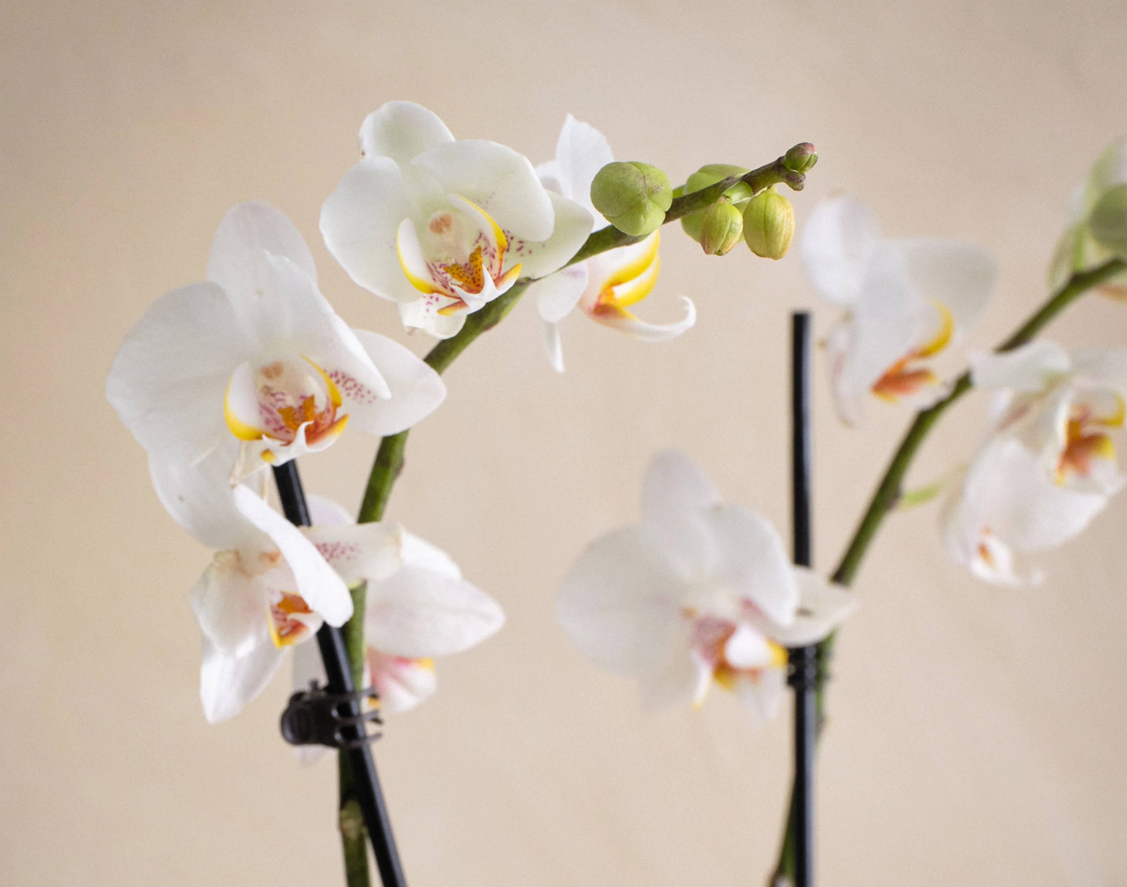 The Orchid Luxe - Image 2