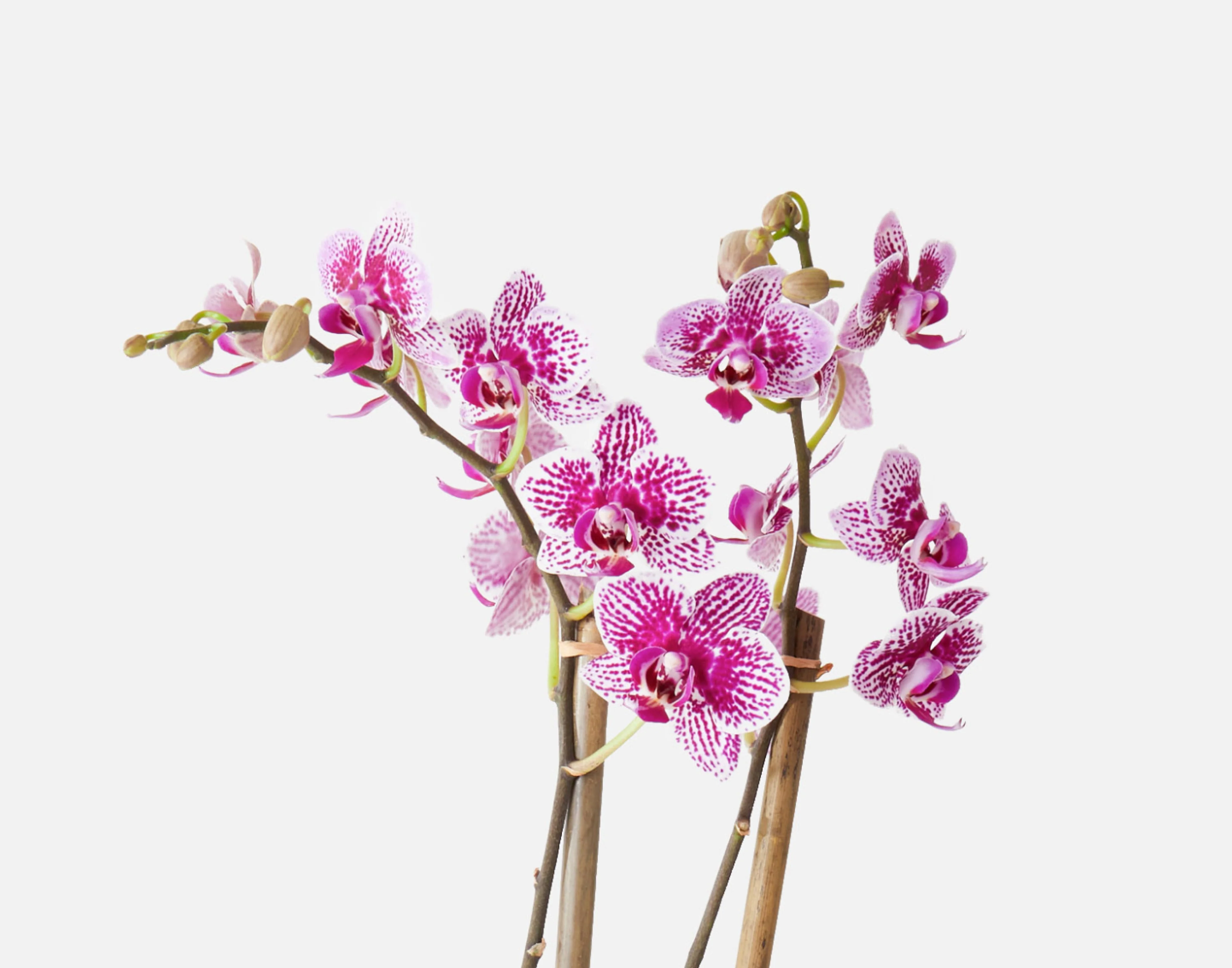The Orchid Spa - Image 2