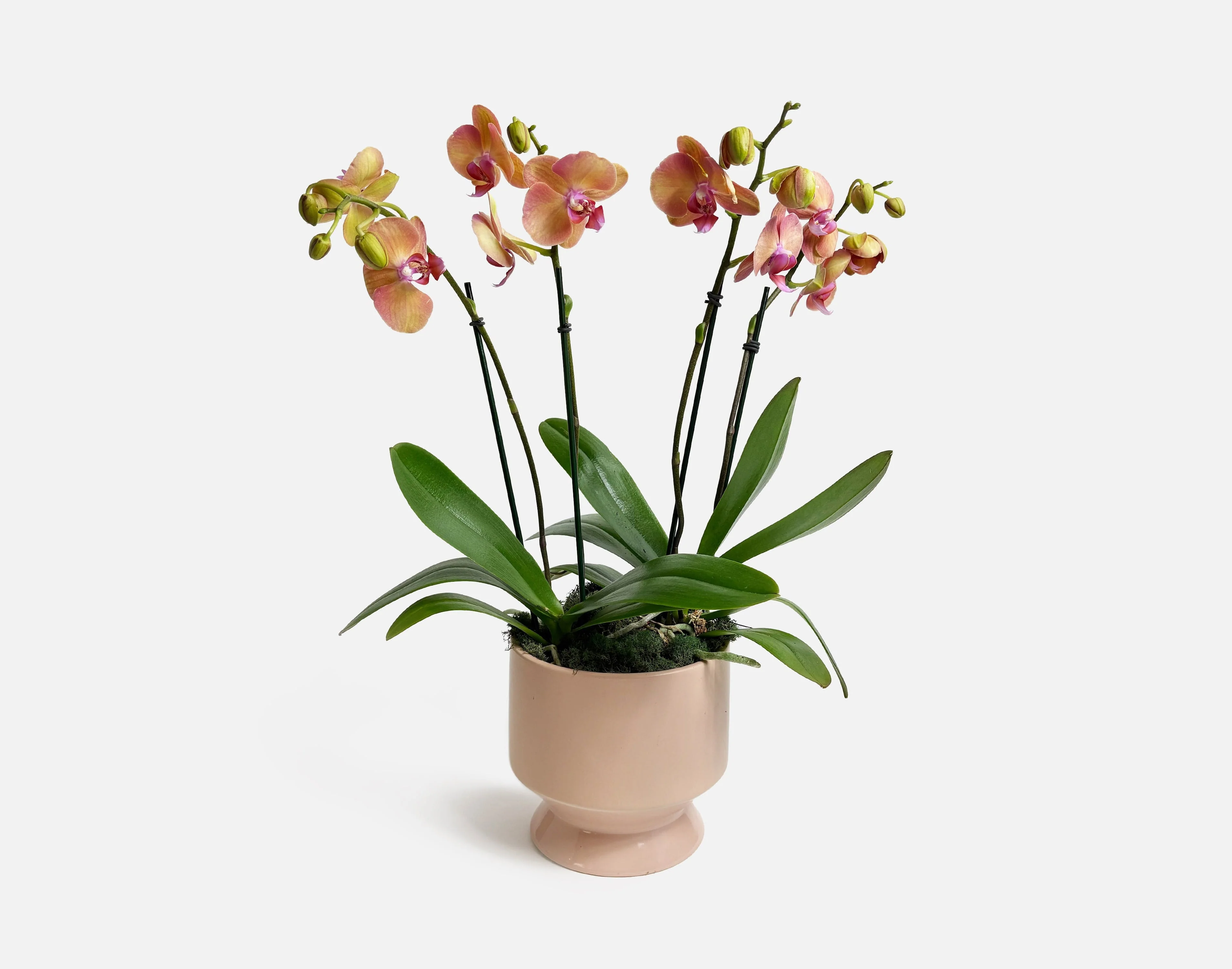 The Peachy Keen - Image 3