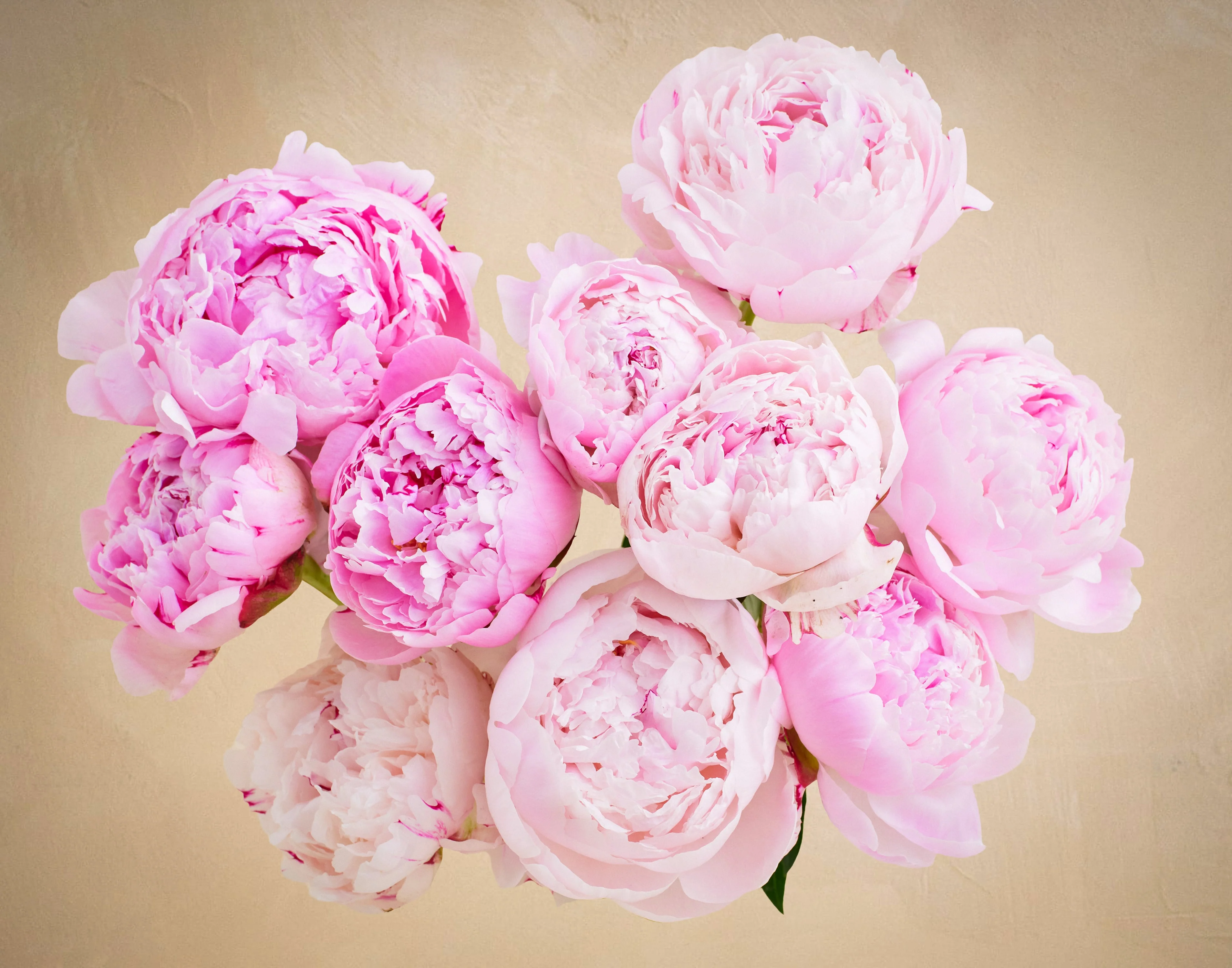 The Peony - Image 3
