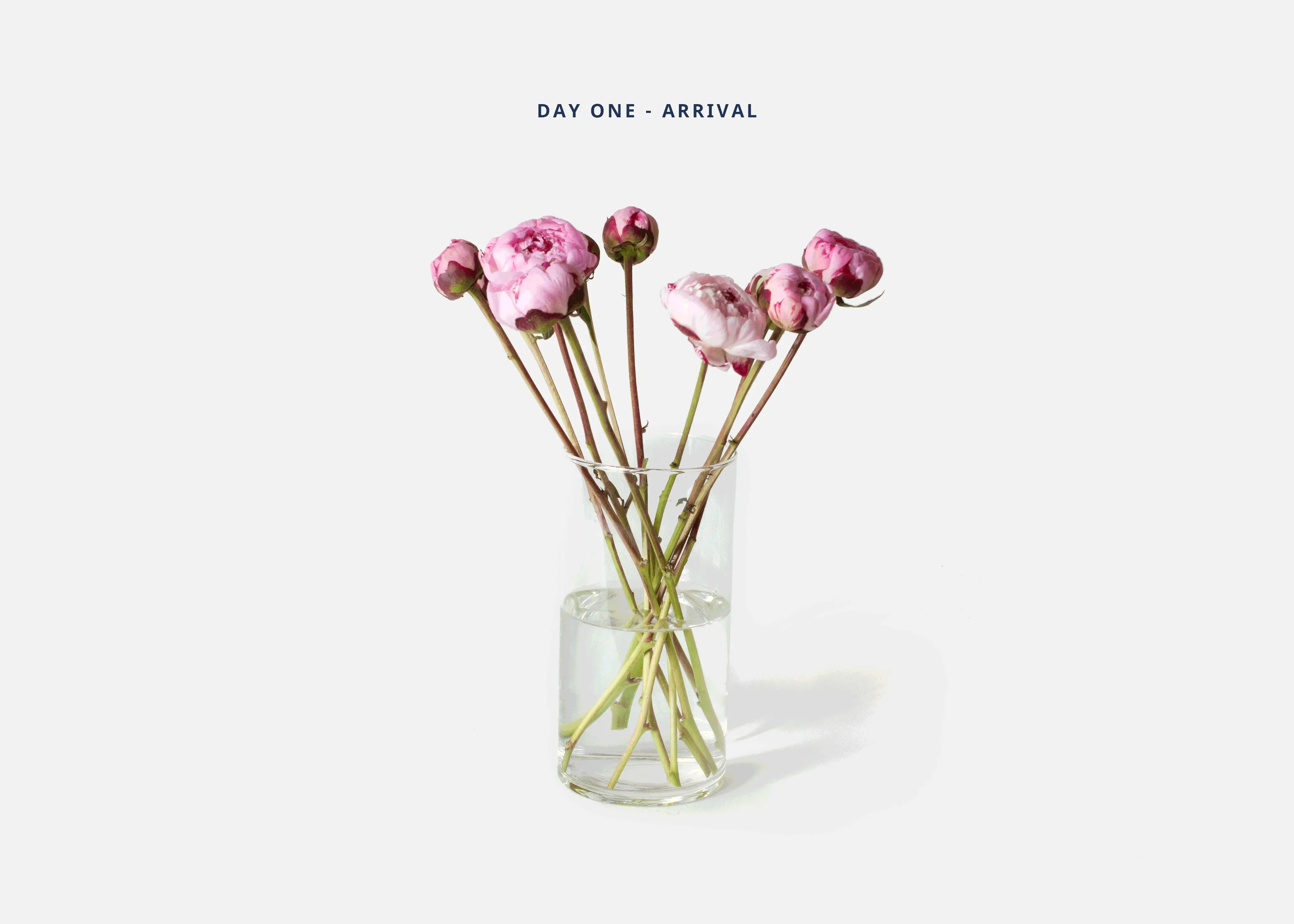The Peony - Image 4