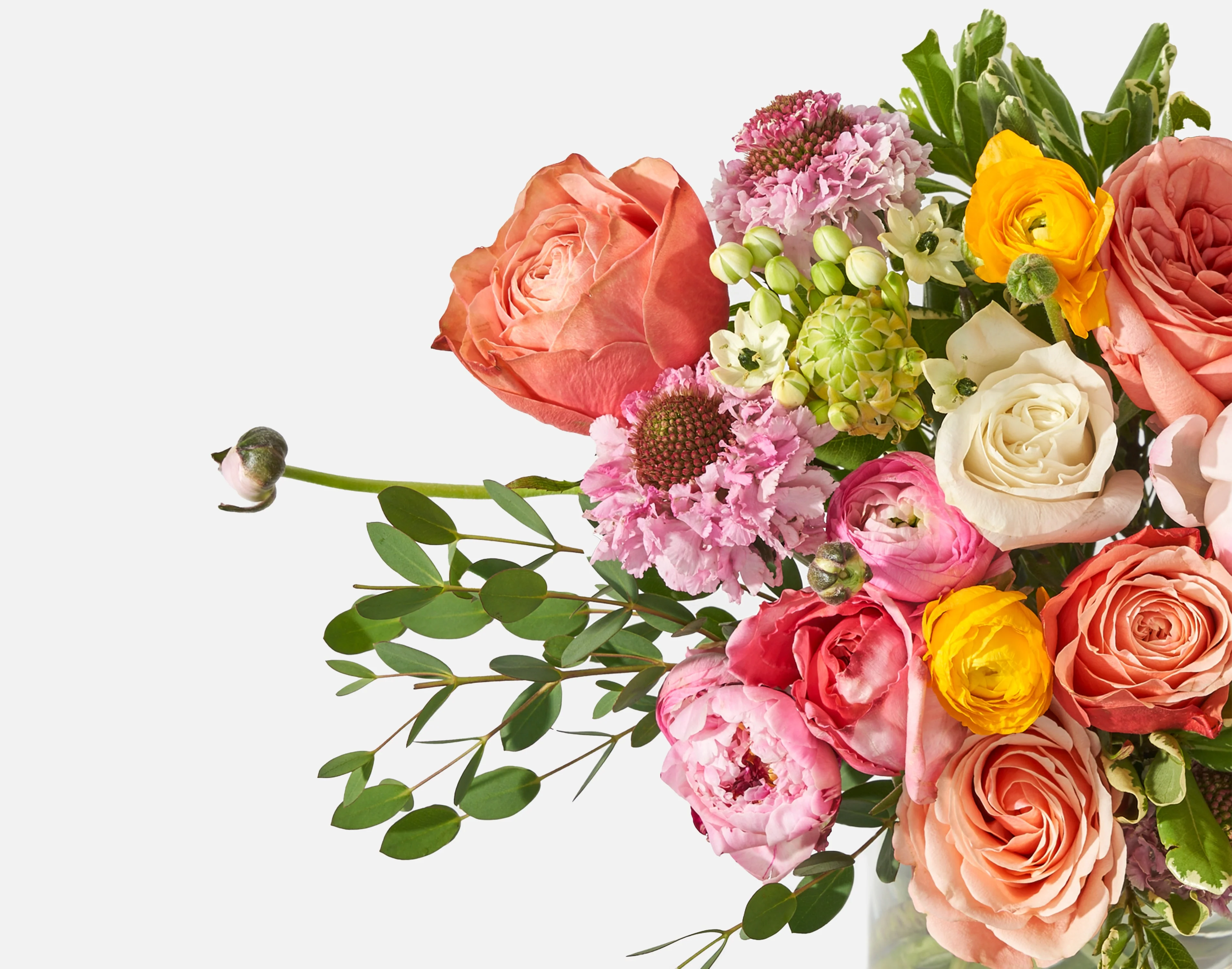 The Peony Sunrise - Image 3