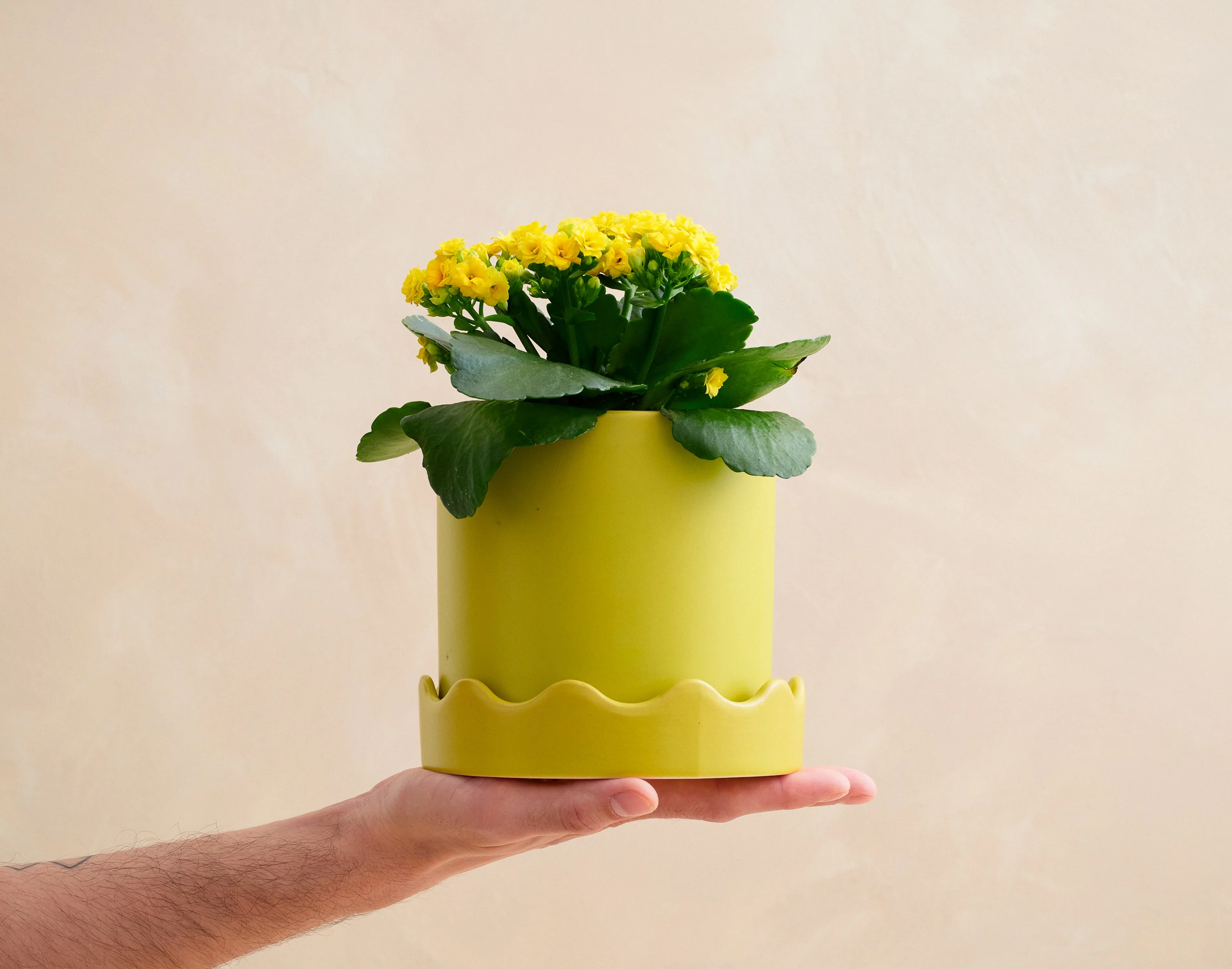 The Pocket Full of Sunshine - Image 2