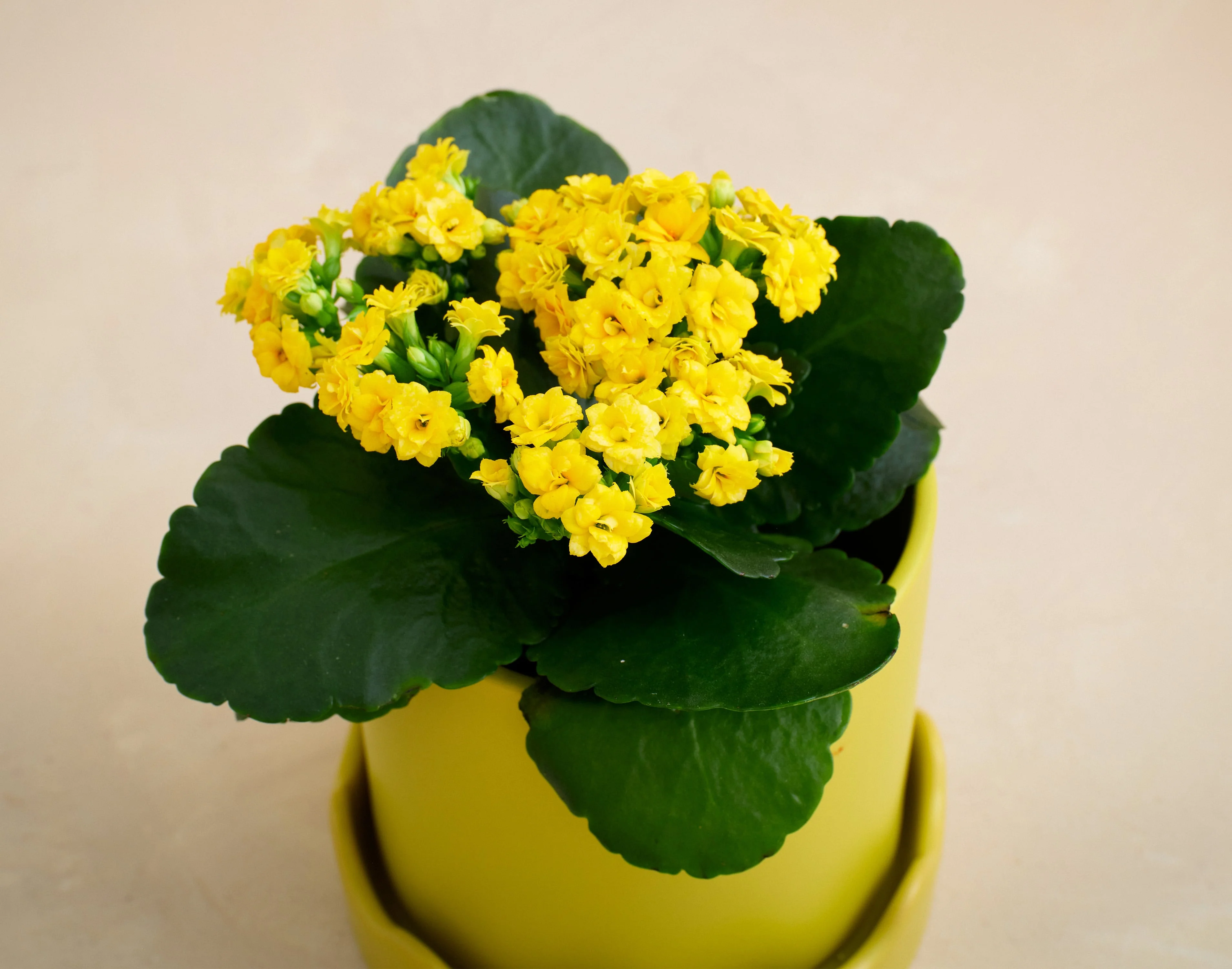 The Pocket Full of Sunshine - Image 3
