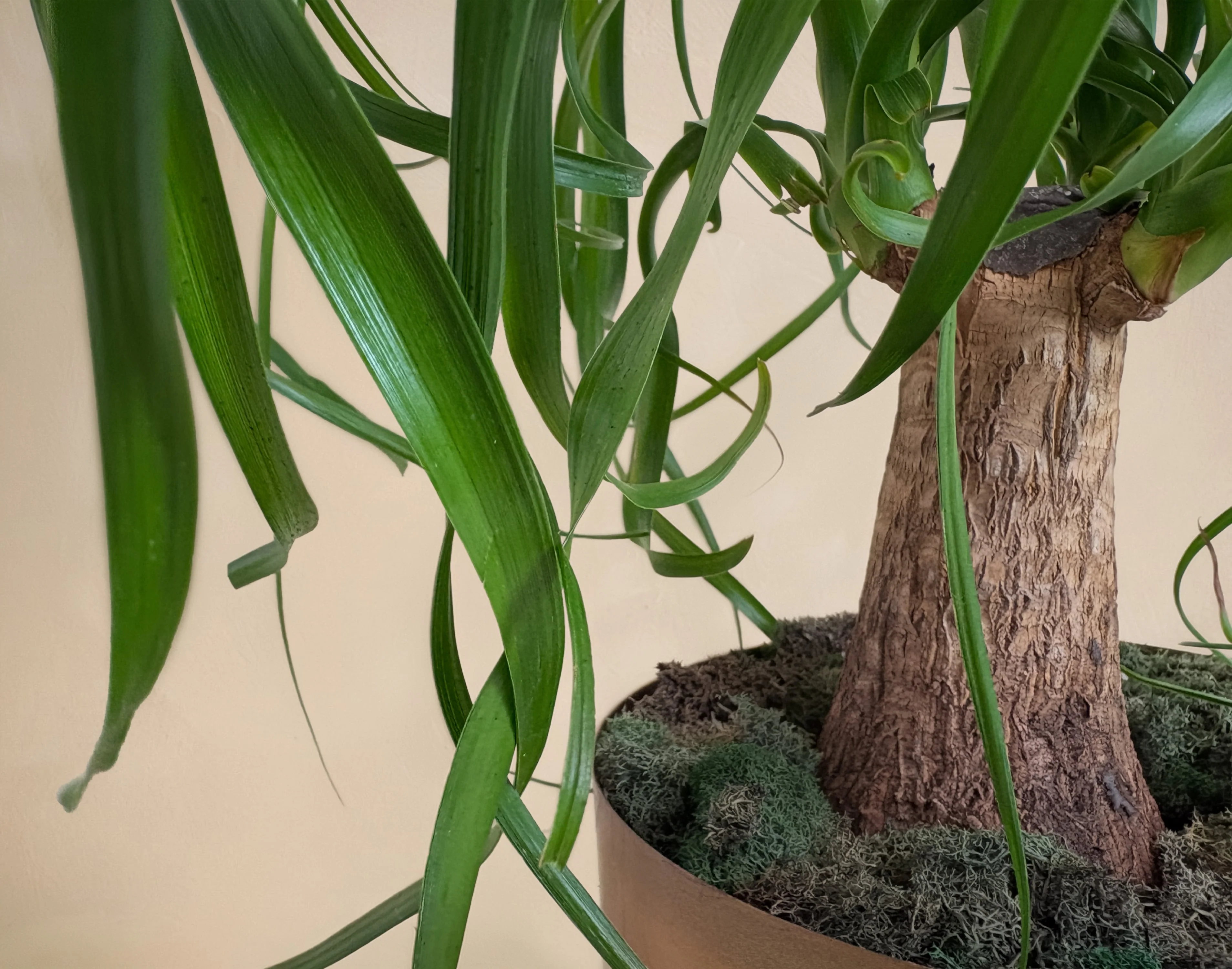 The Royal Palm - Image 3