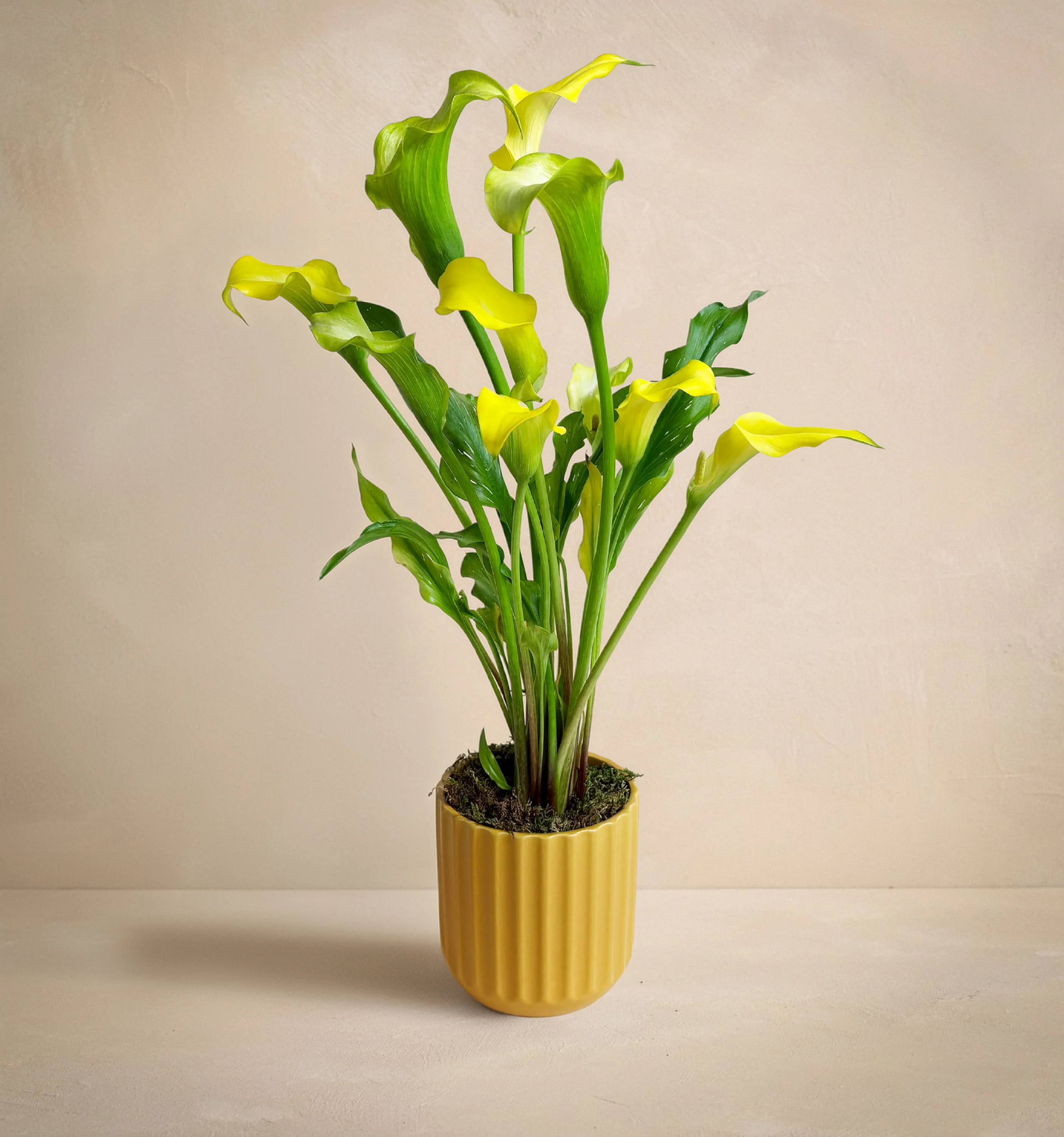 The Sunshine Callas
