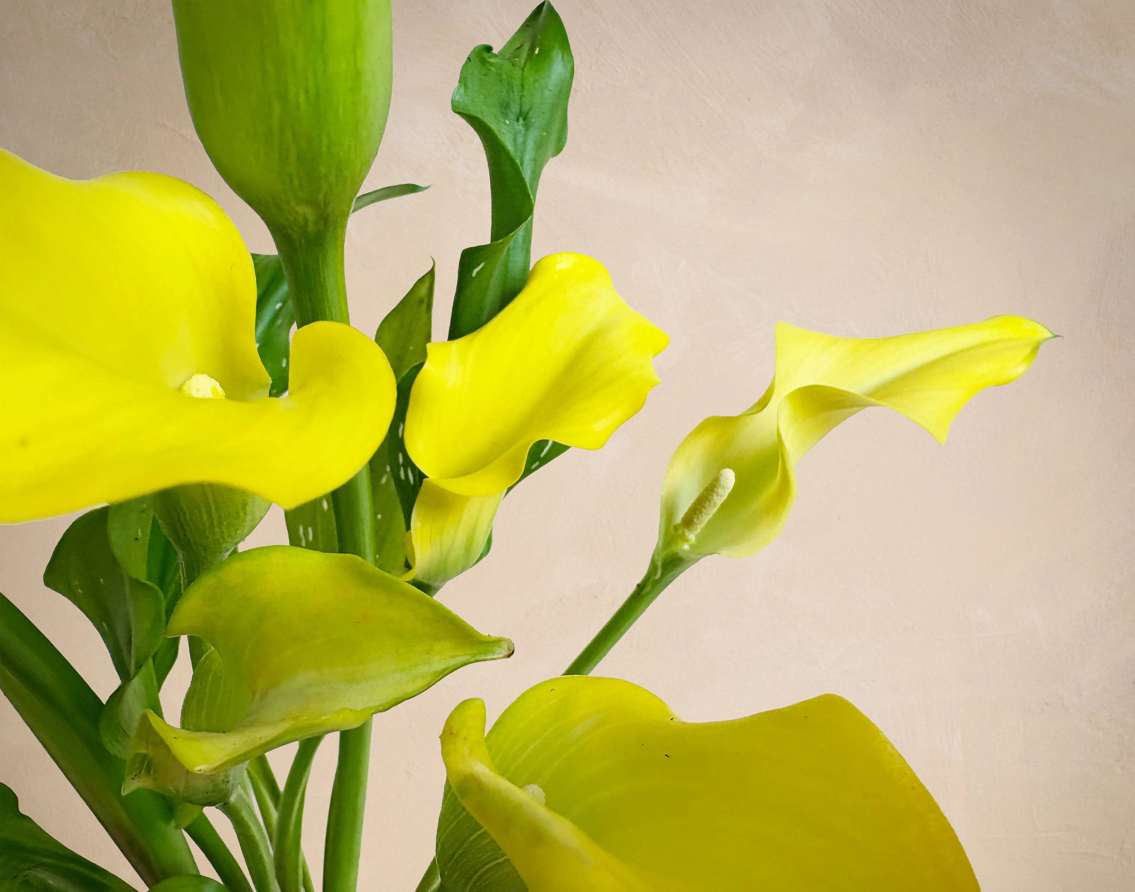 The Sunshine Callas - Image 2