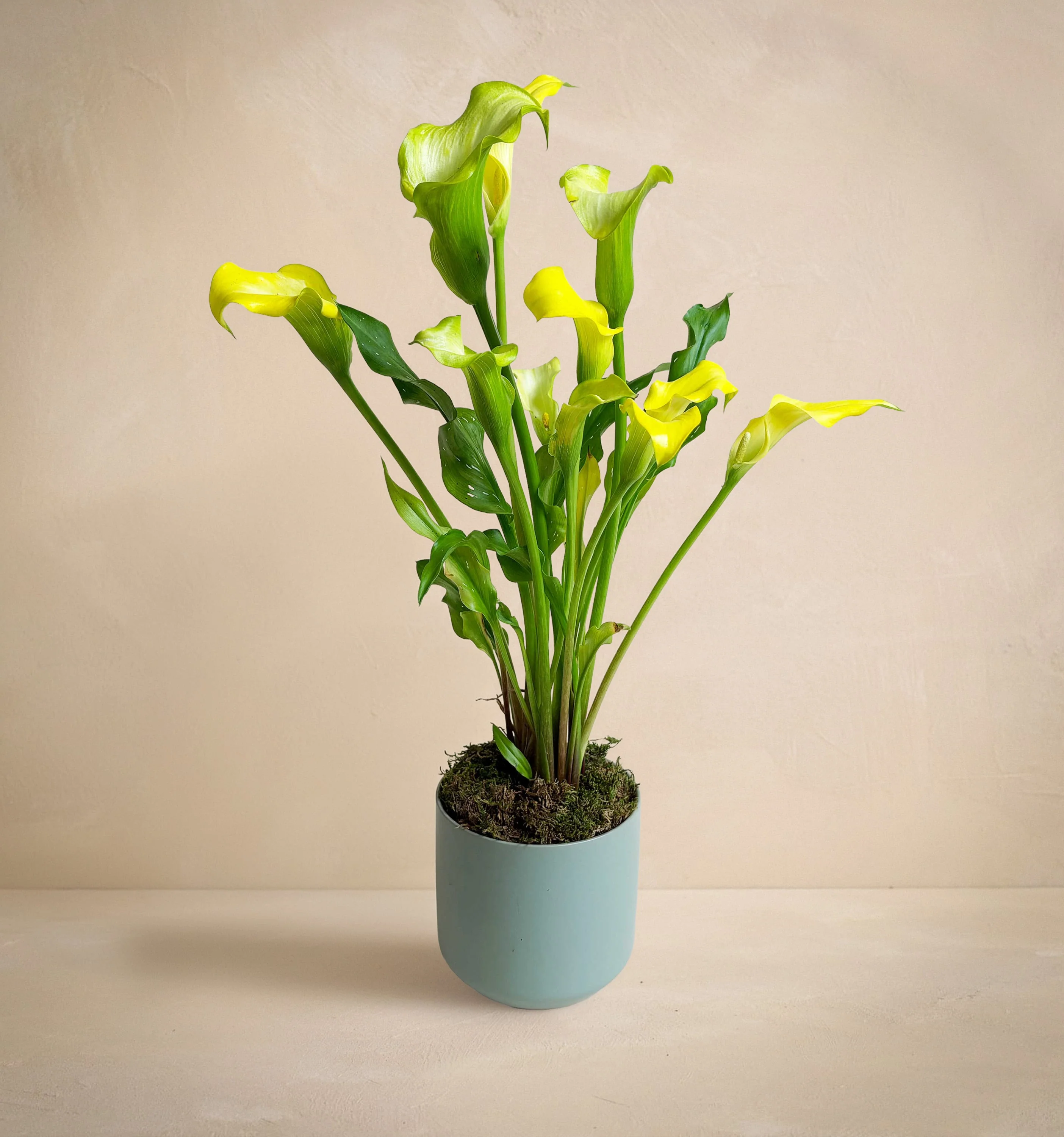 The Sunshine Callas (Green Pot)