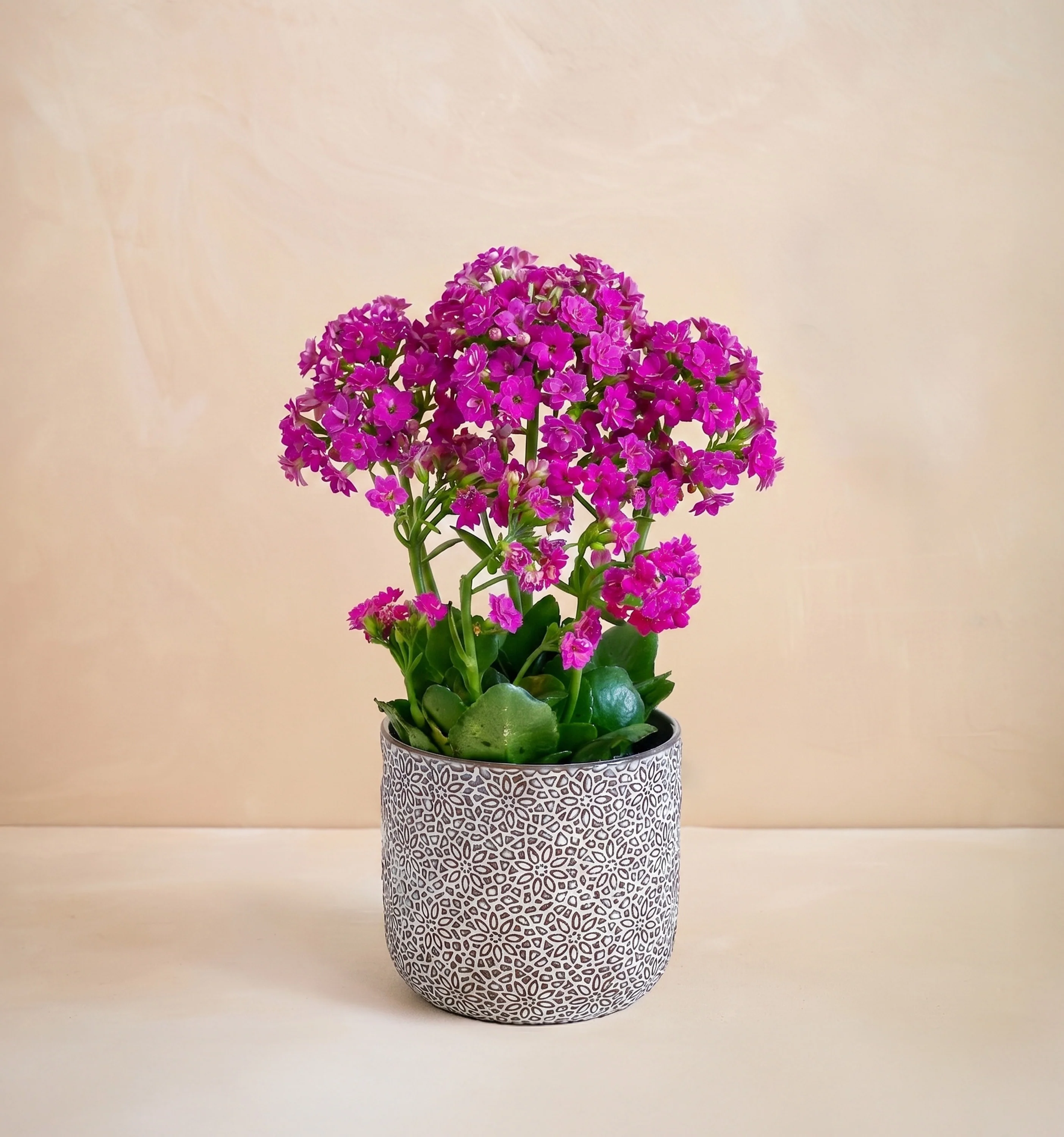 The Vibrant Blossom