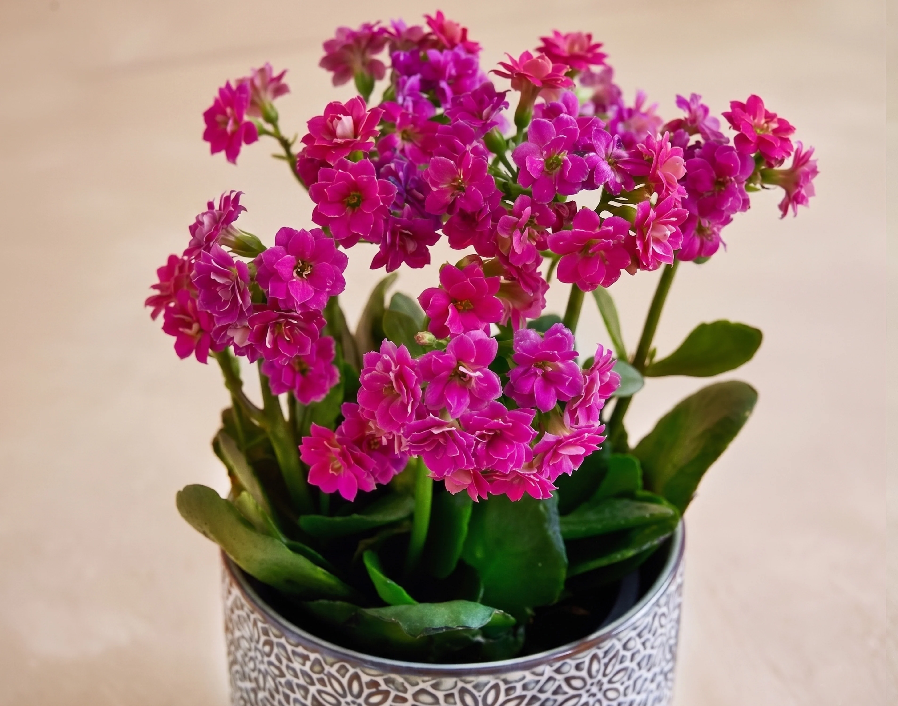 The Vibrant Blossom - Image 2