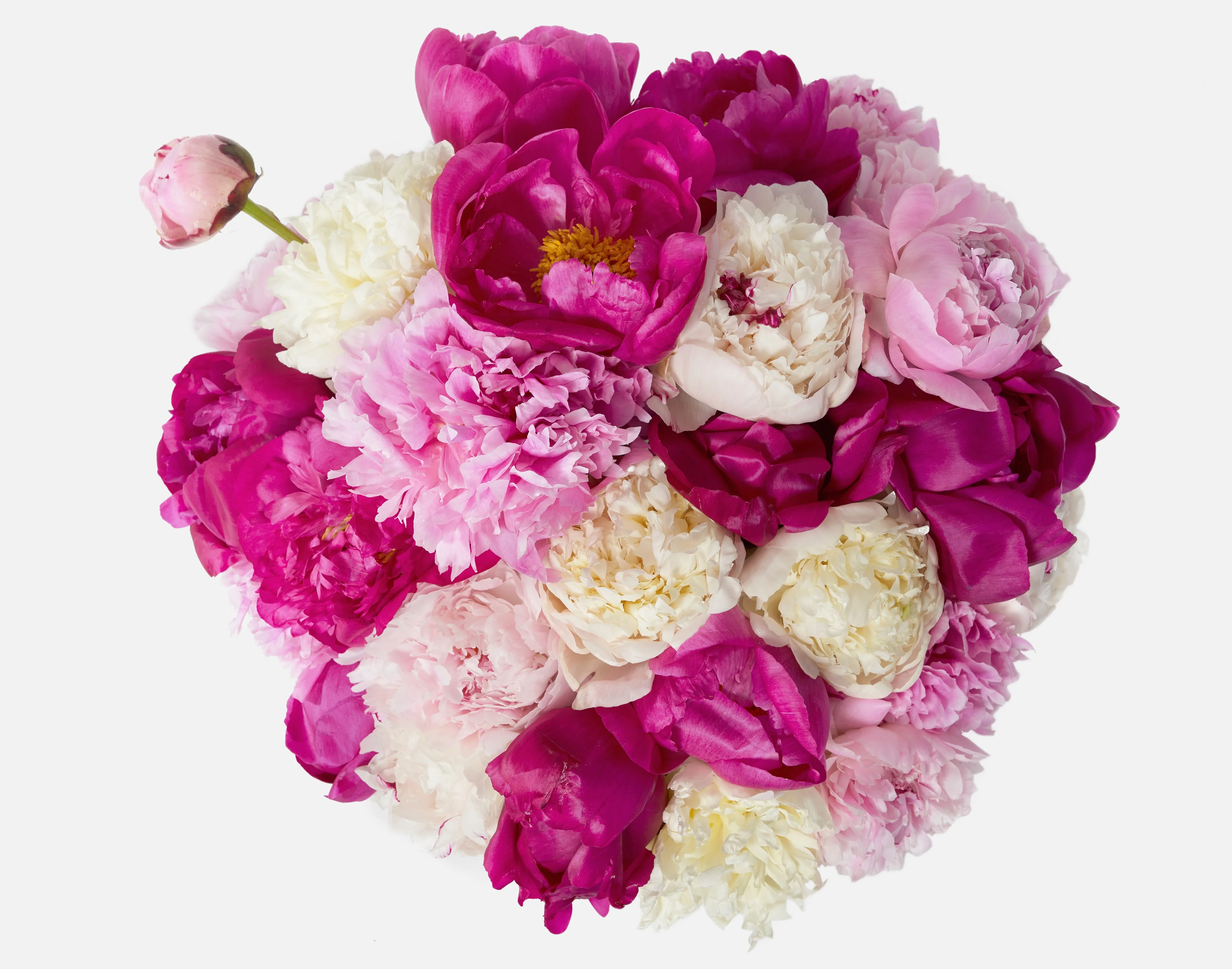 Triple The Alaskan Peony - Image 2